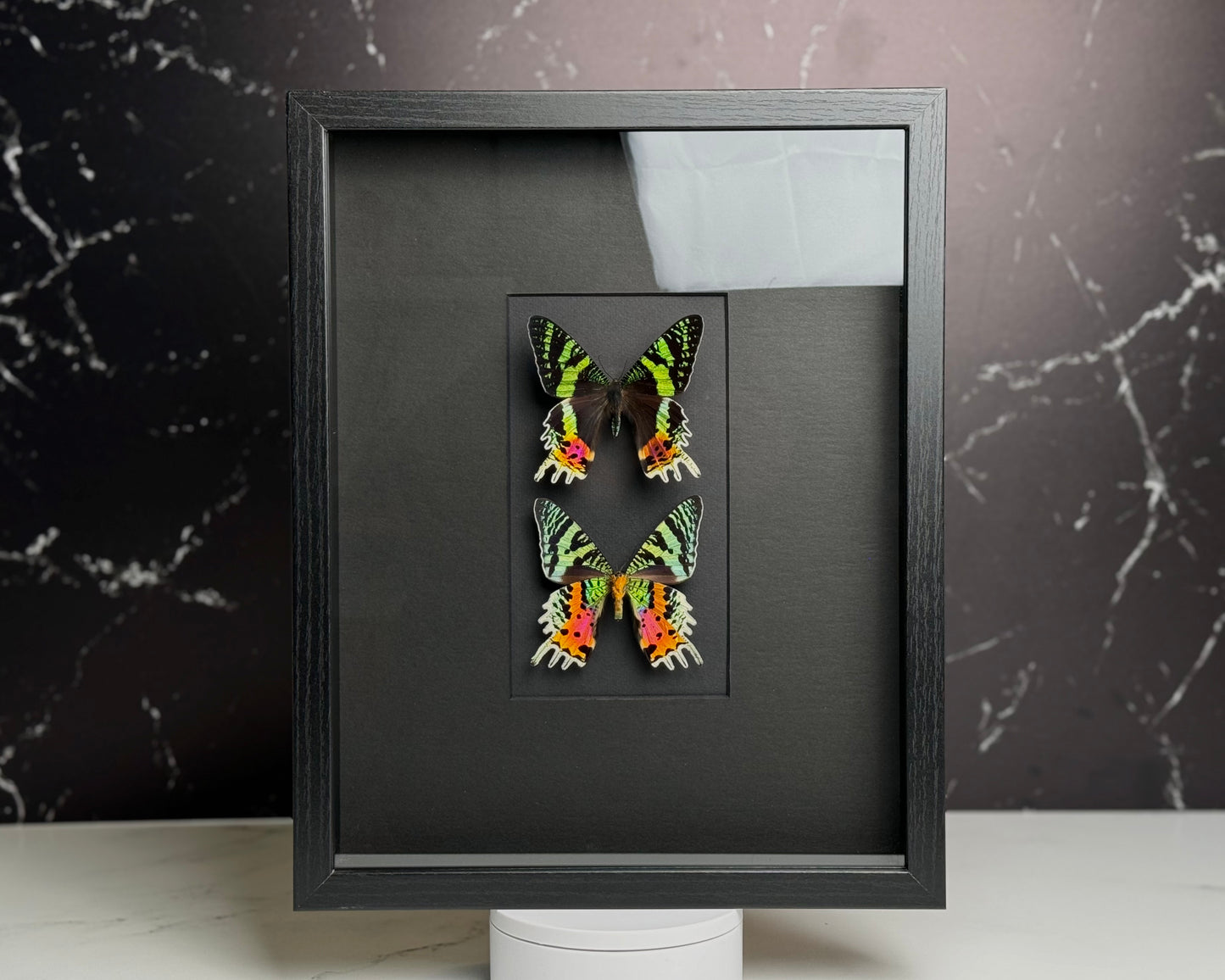 Madagascar Sunset Moths large framed art
