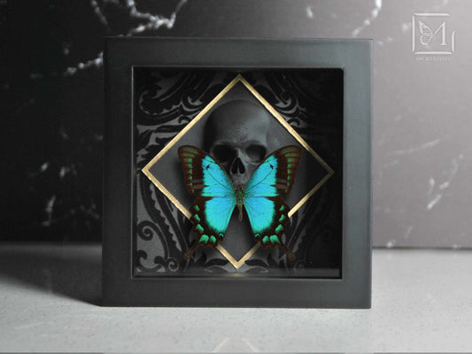 Sea green swallowtail butterfly with Skull