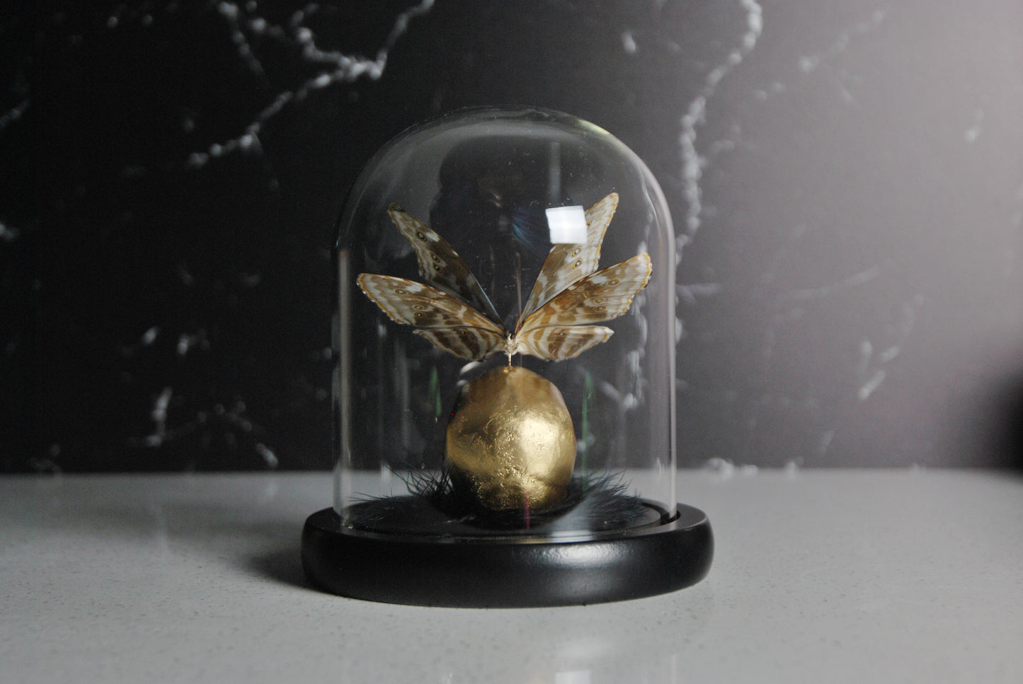 Skull and double wings Butterfly Glass Dome