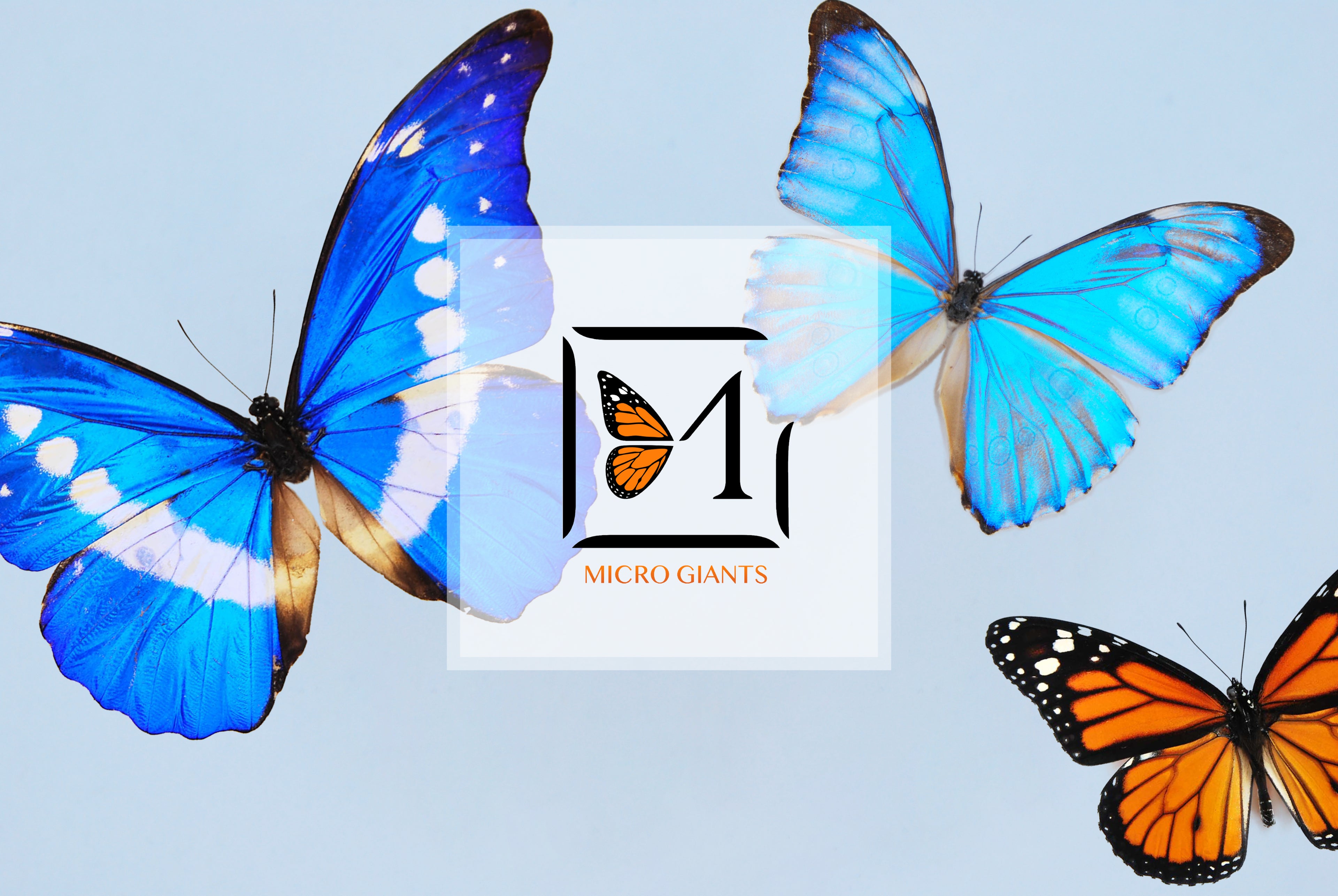 Framed butterfly art