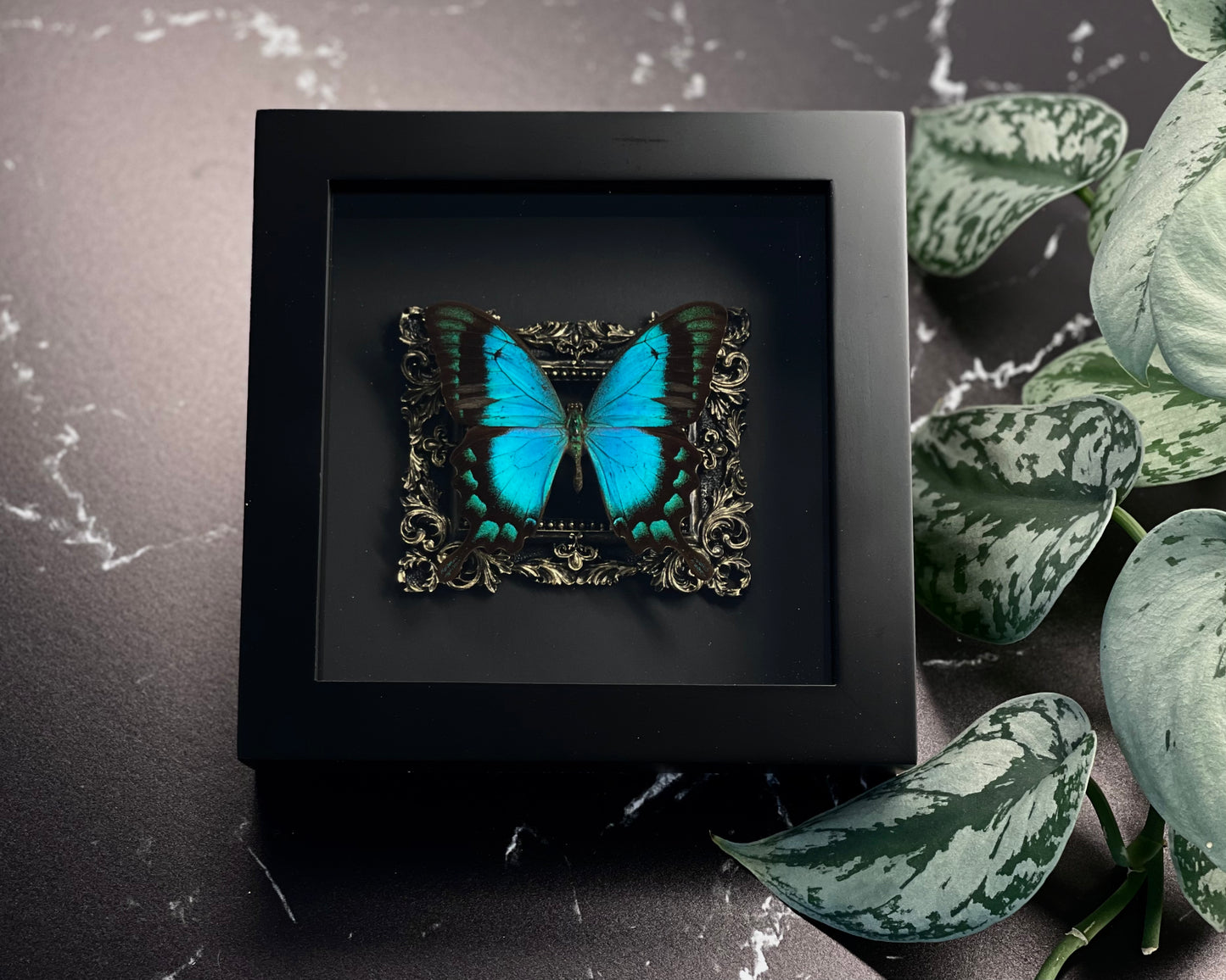 Sea green swallowtail butterfly deluxe