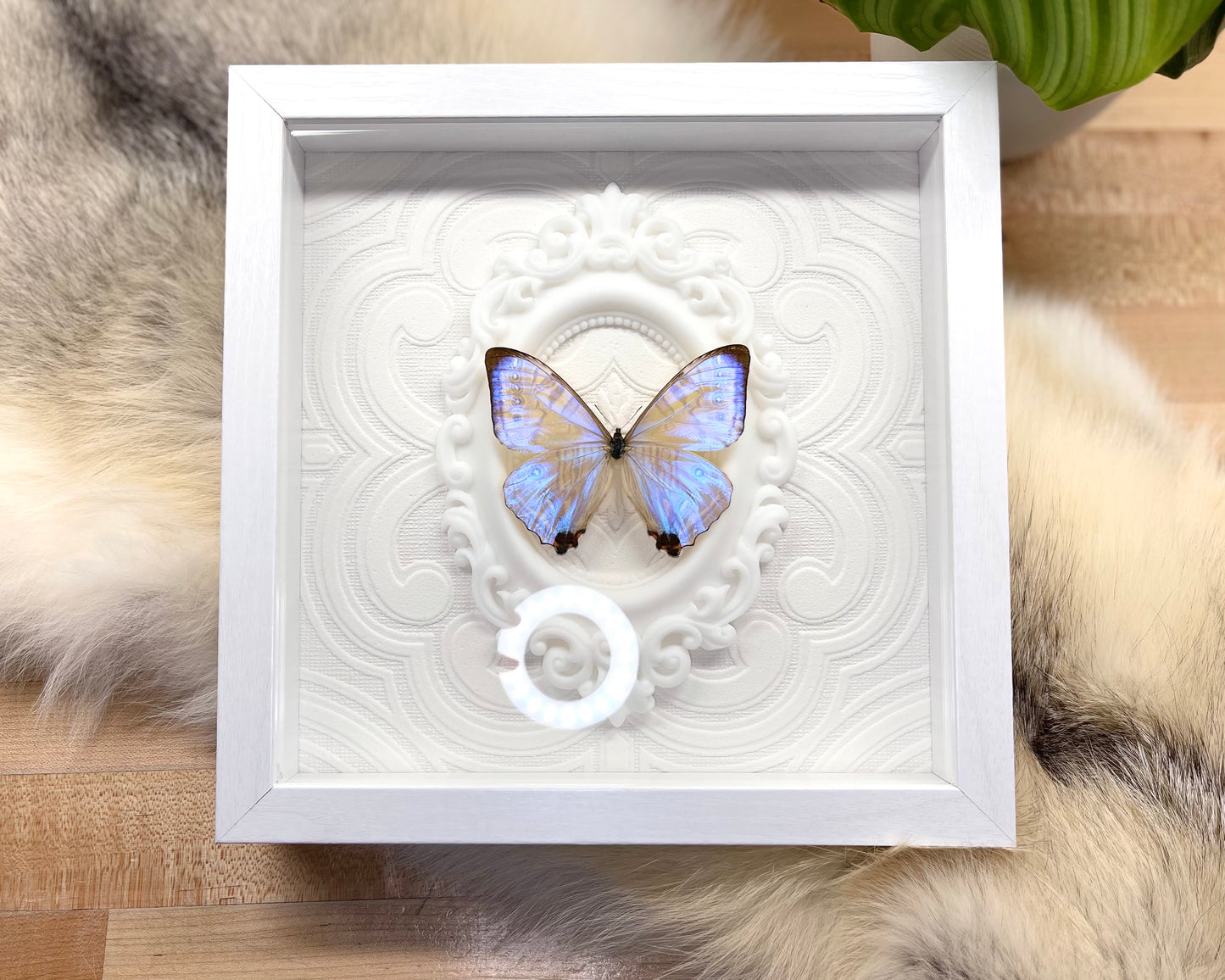 Deluxe framed Morpho sulkowski butterfly