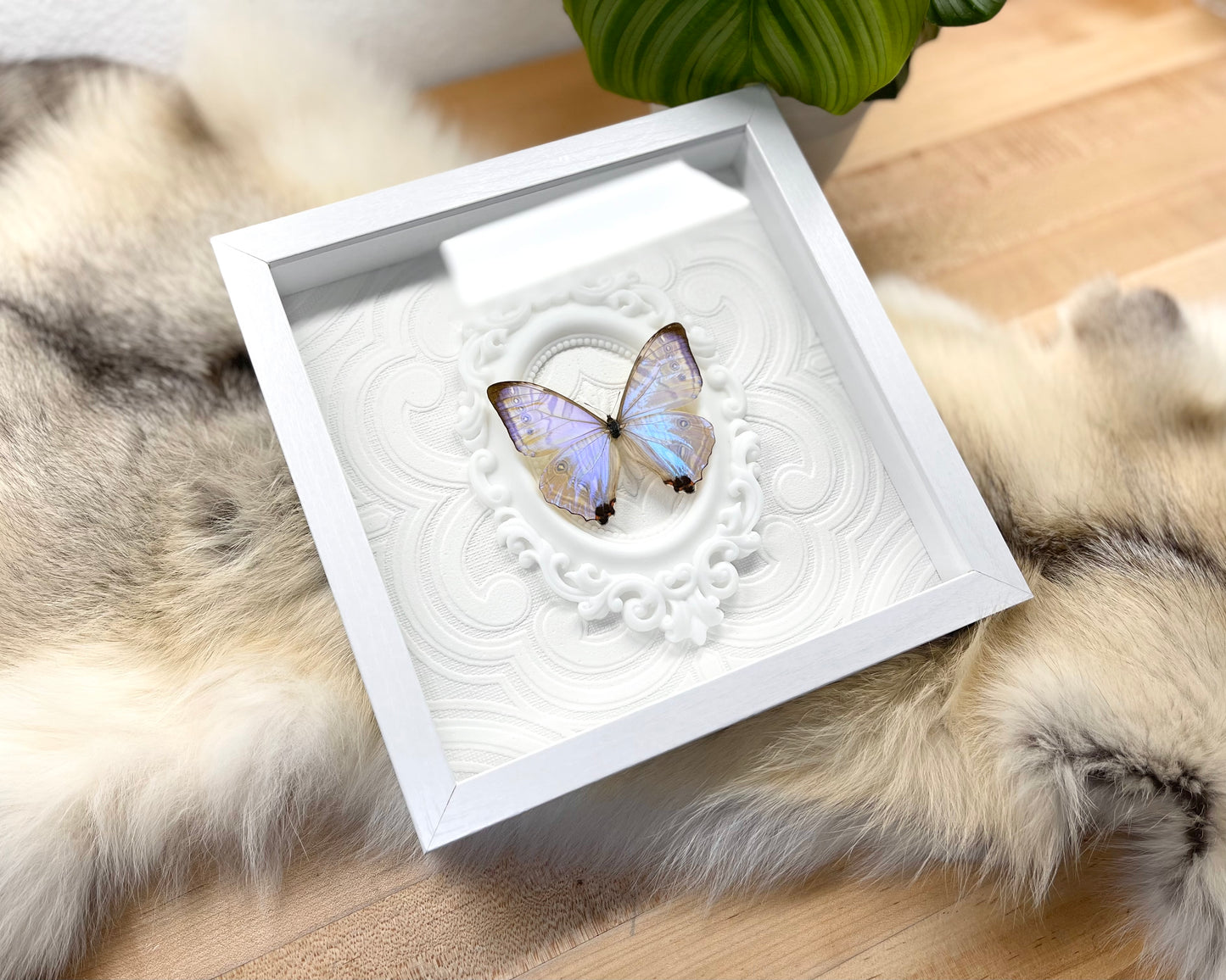 Deluxe framed Morpho sulkowski butterfly