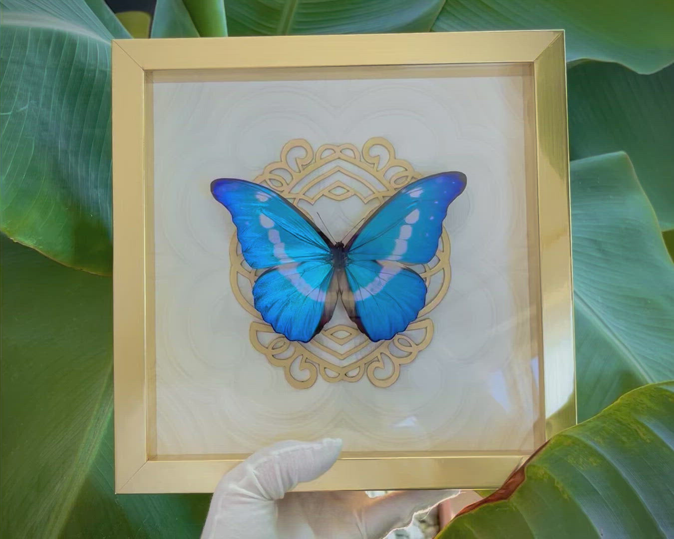 framed blue Morpho helena butterfly wall art