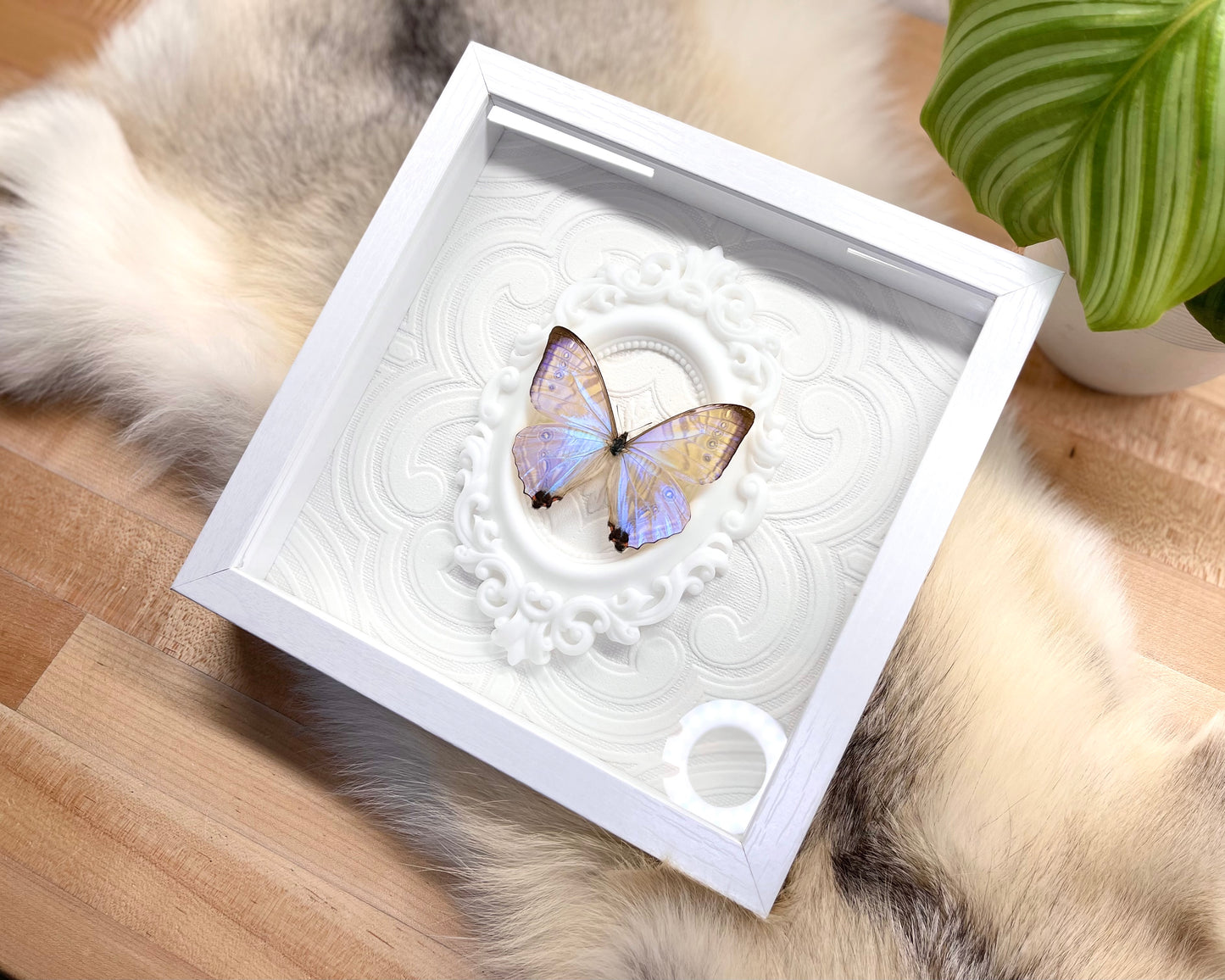 Deluxe framed Morpho sulkowski butterfly
