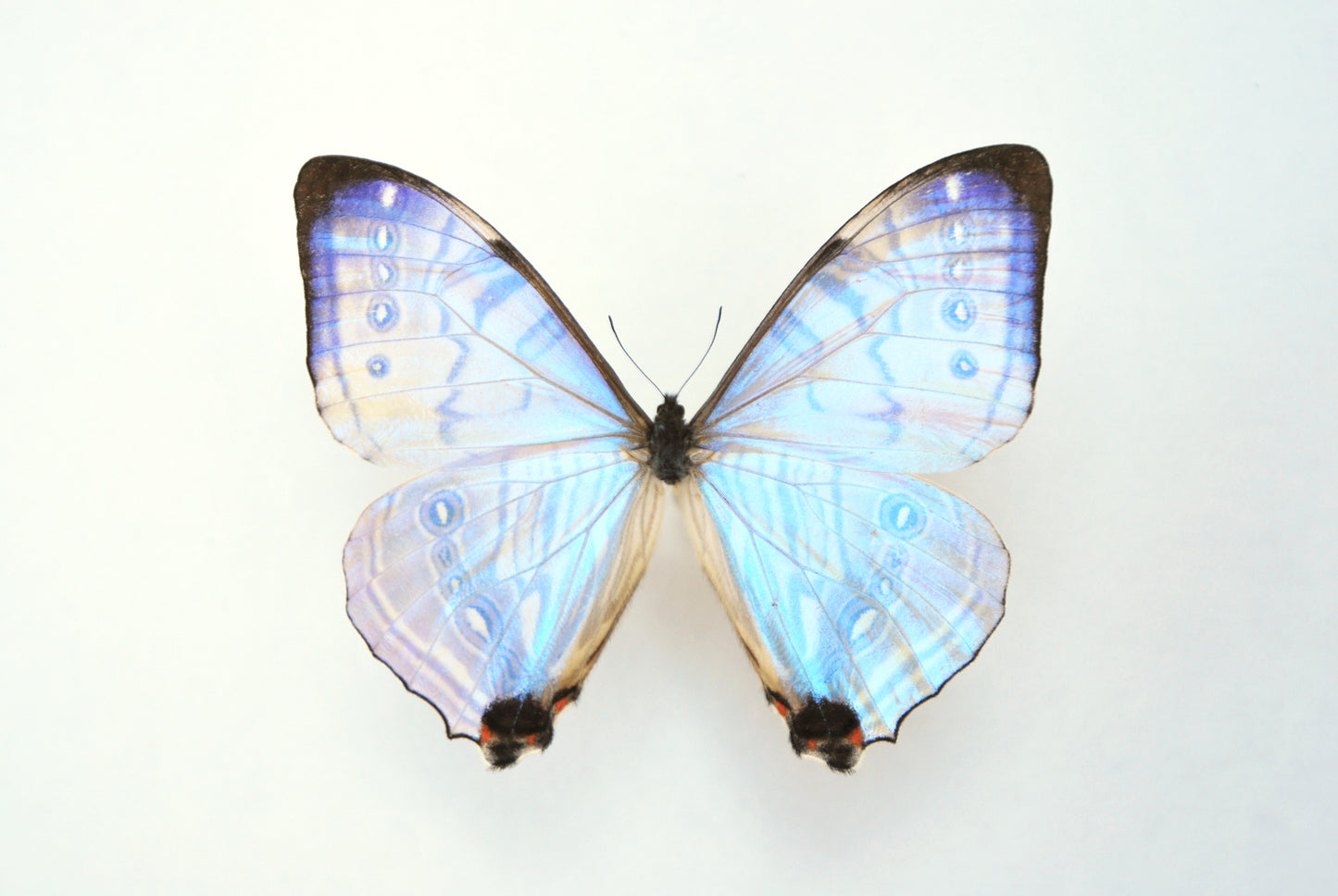 Deluxe framed Morpho sulkowski butterfly