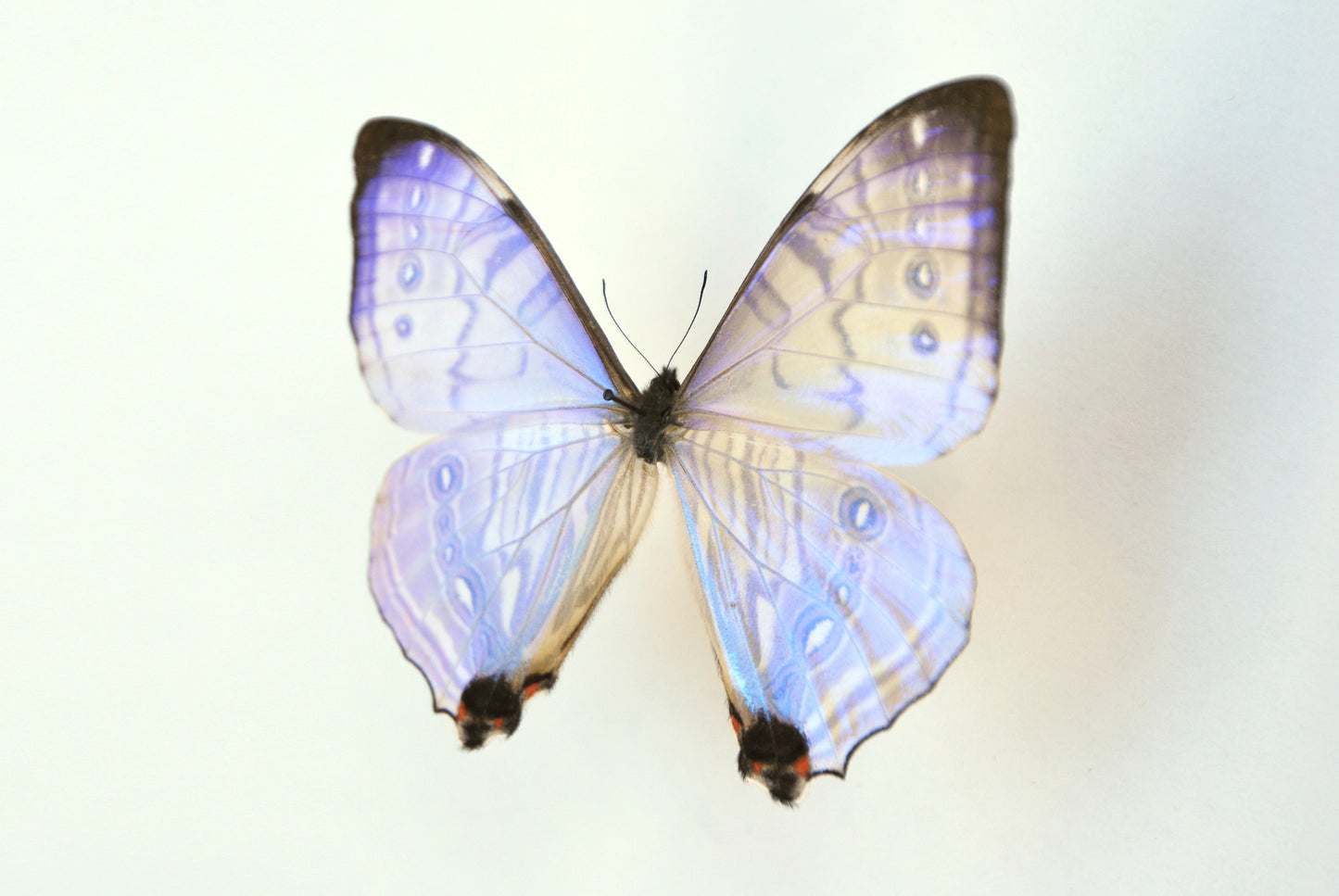 Deluxe framed Morpho sulkowski butterfly