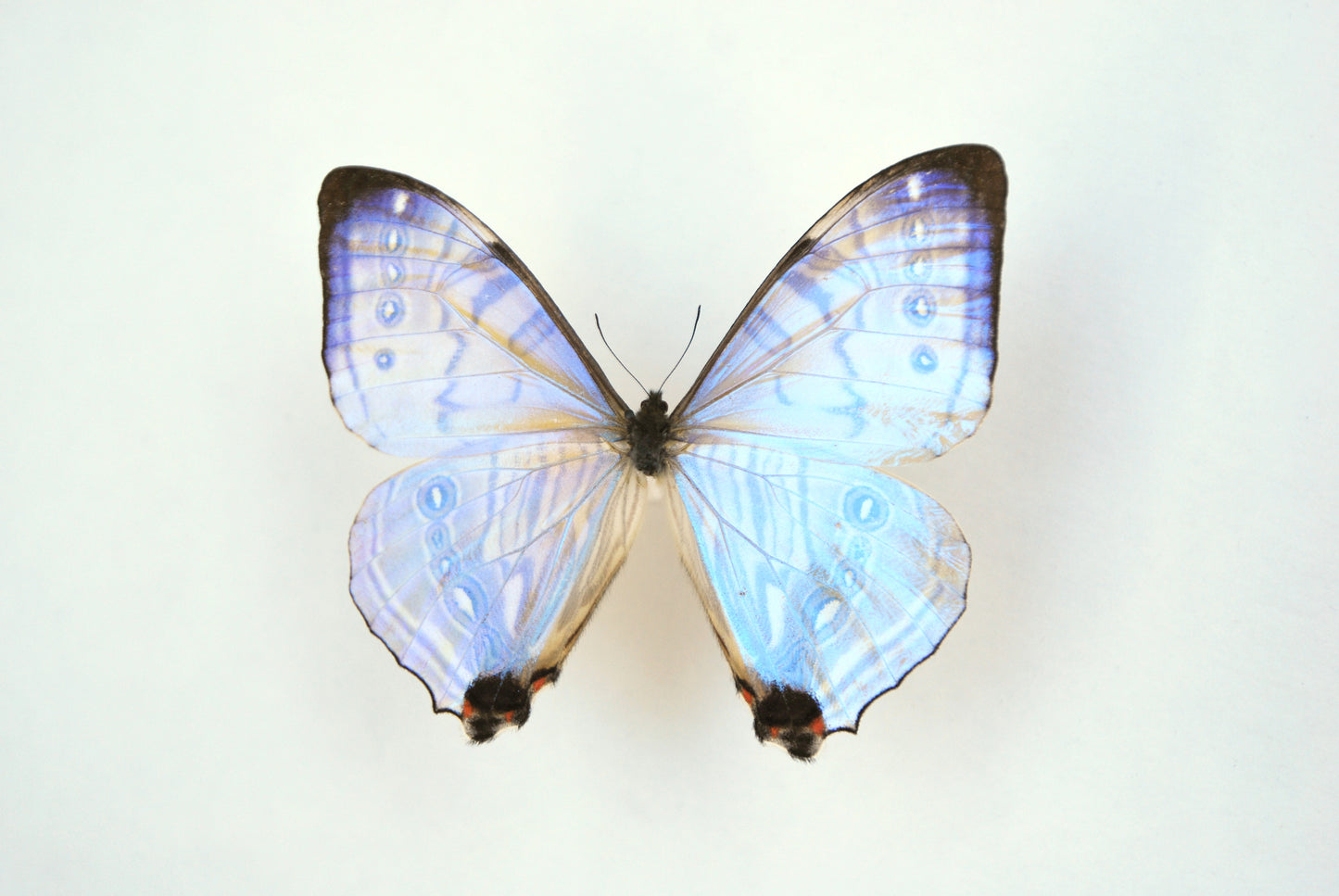 Deluxe framed Morpho sulkowski butterfly