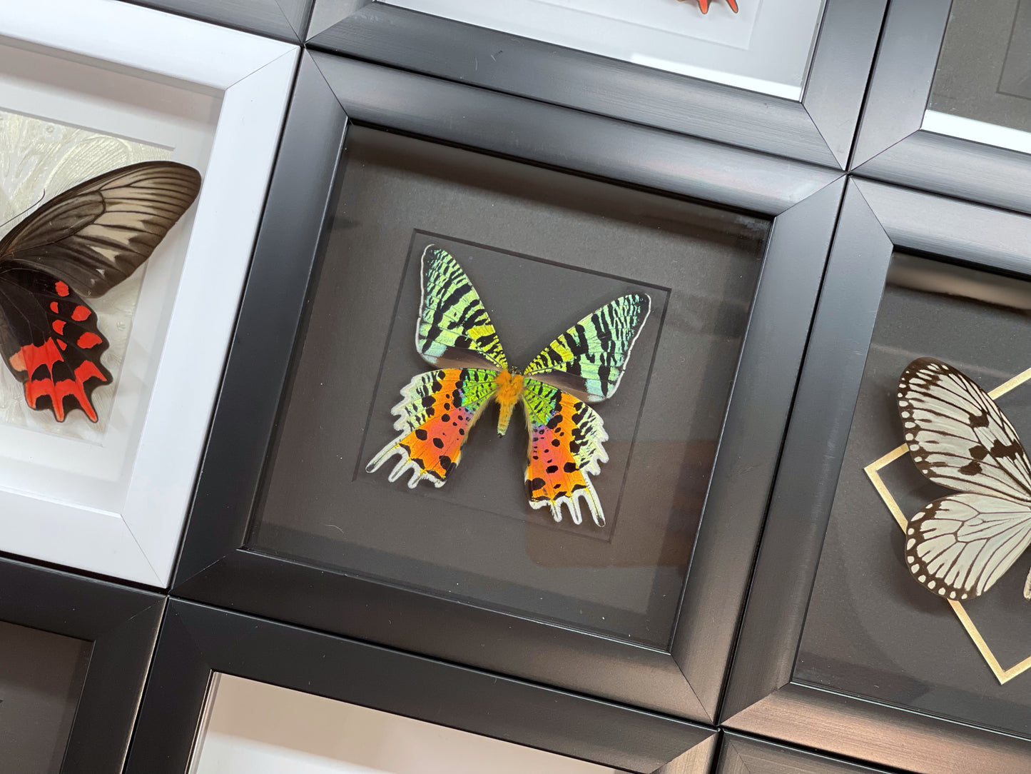 Framed Sunset Moth
