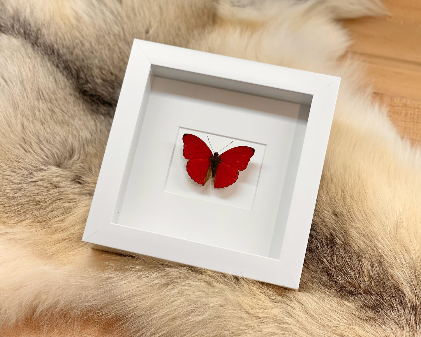 Heart butterfly - Blood red glider butterfly