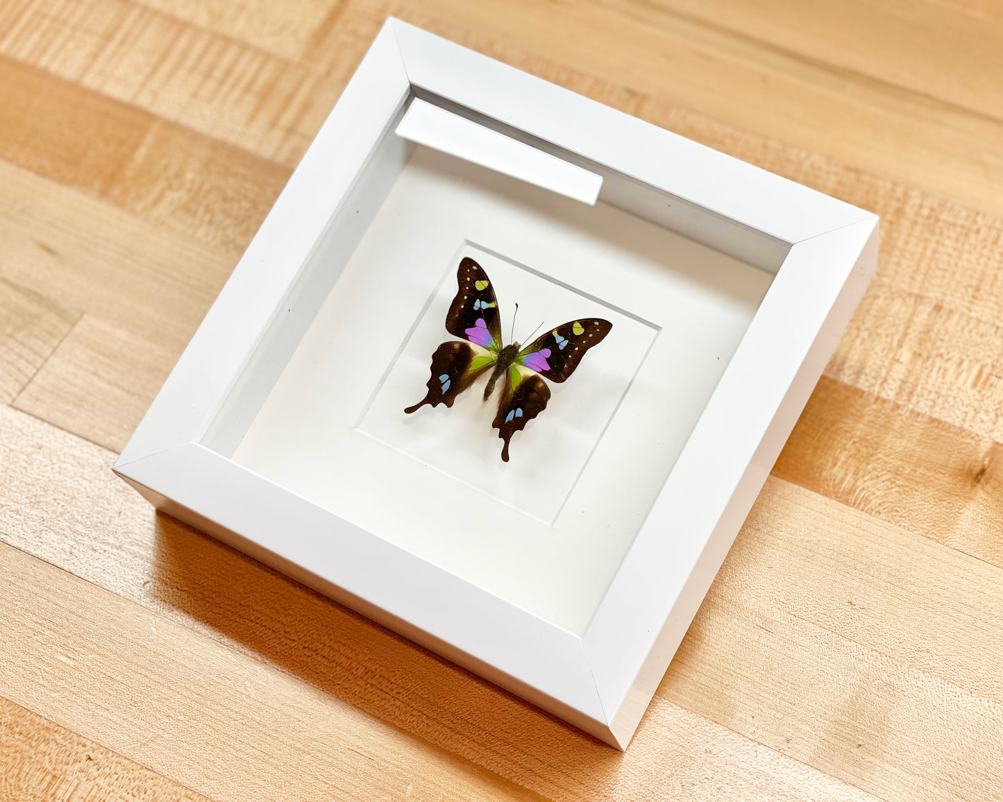 Purple spotted swallowtail butterfly in frame