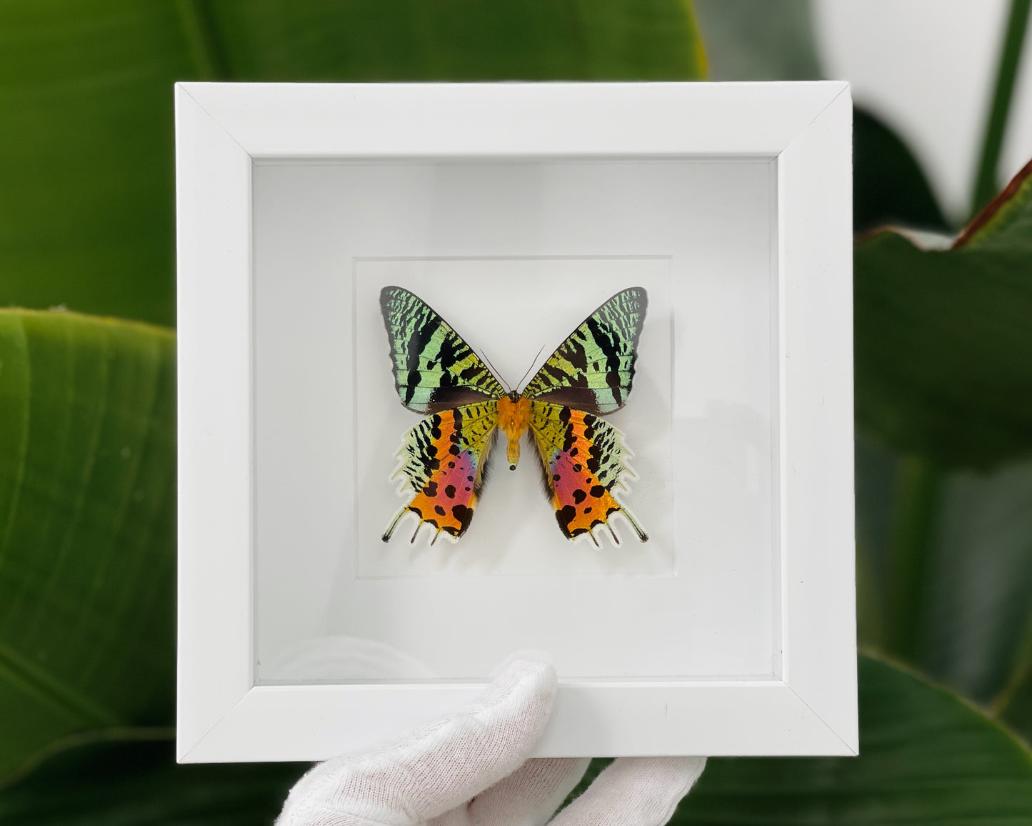 Framed Sunset Moth