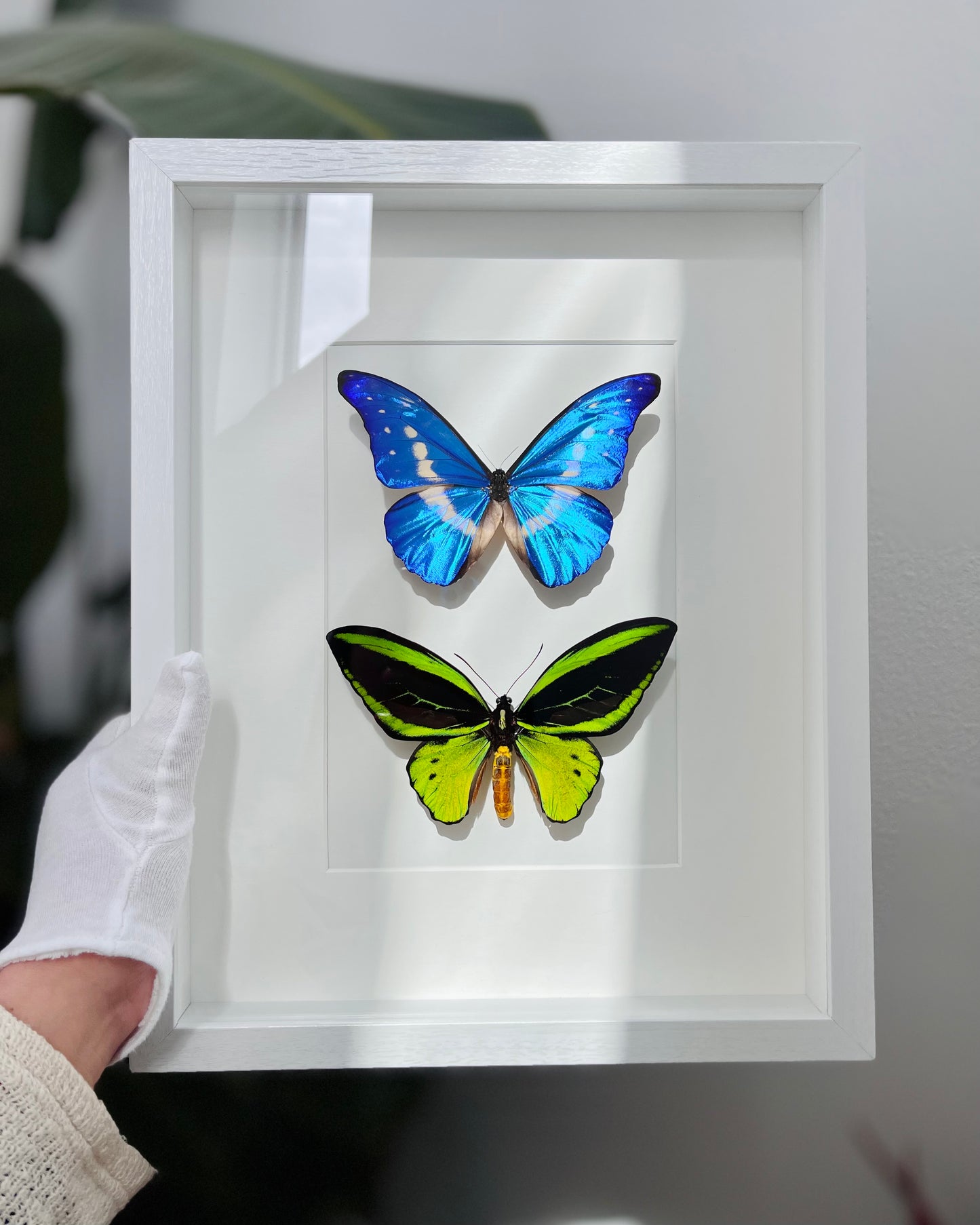 Framed butterfly art with Morpho helena and O priamus poseidon butterfly