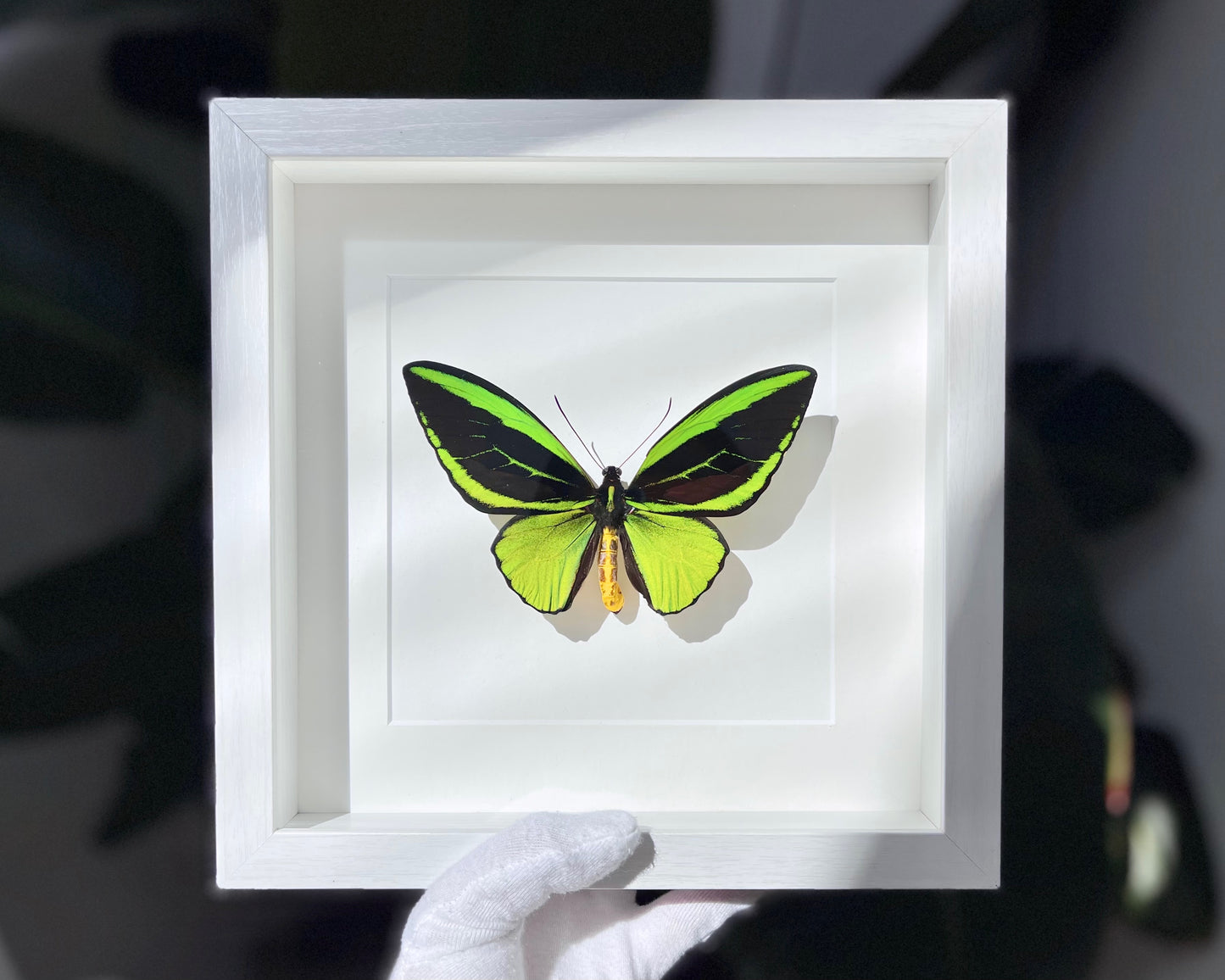 Framed Birdwing O priamus poseidon butterfly