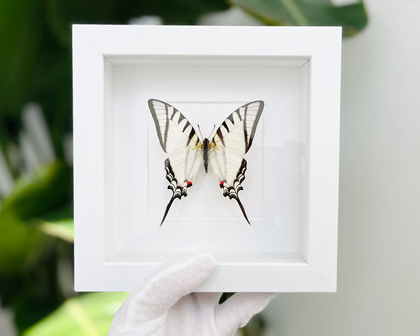 Framed white kite butterfly