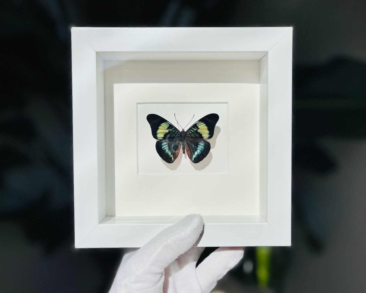 Framed Panacea prola butterfly