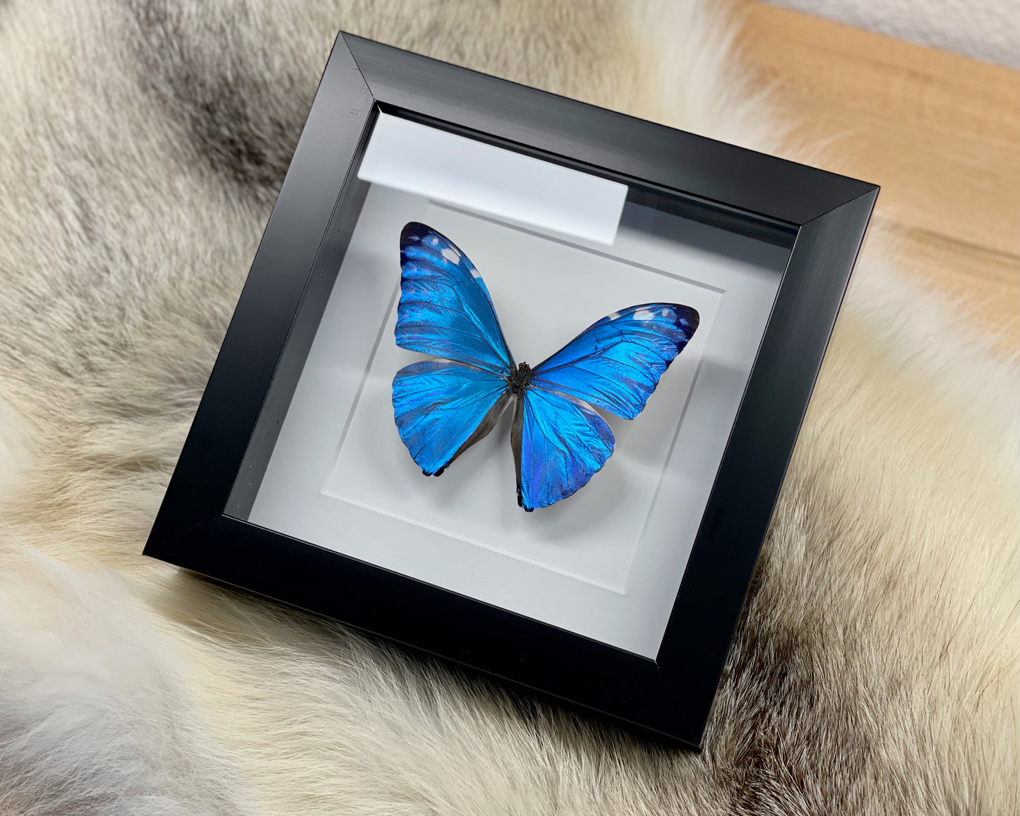 Framed blue morpho adonis butterfly