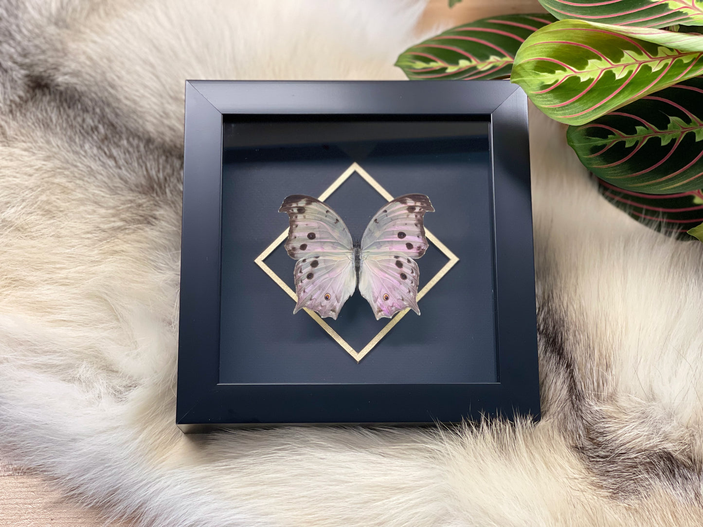 Deluxe Mother of pearl framed butterfly
