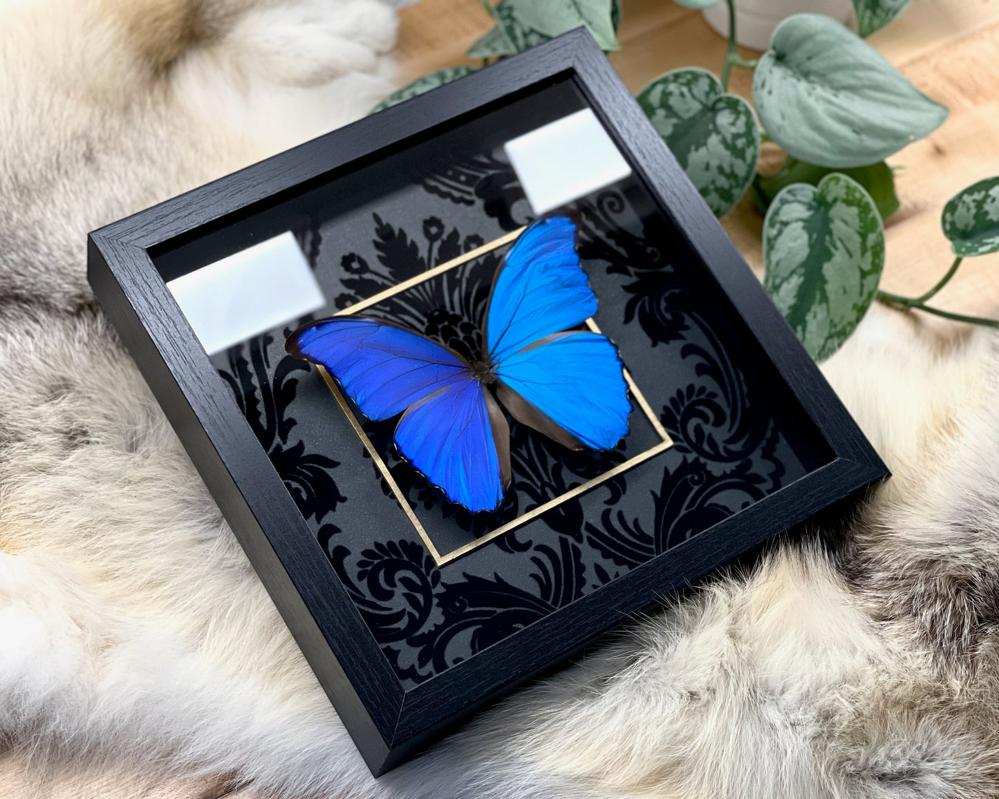 Blue morpho butterfly wall art-Morpho godartii didius