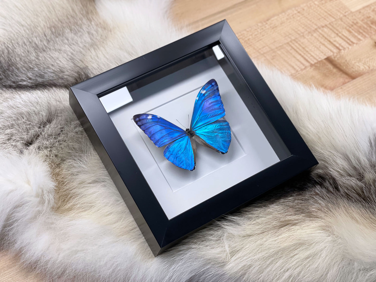 Framed blue morpho adonis butterfly