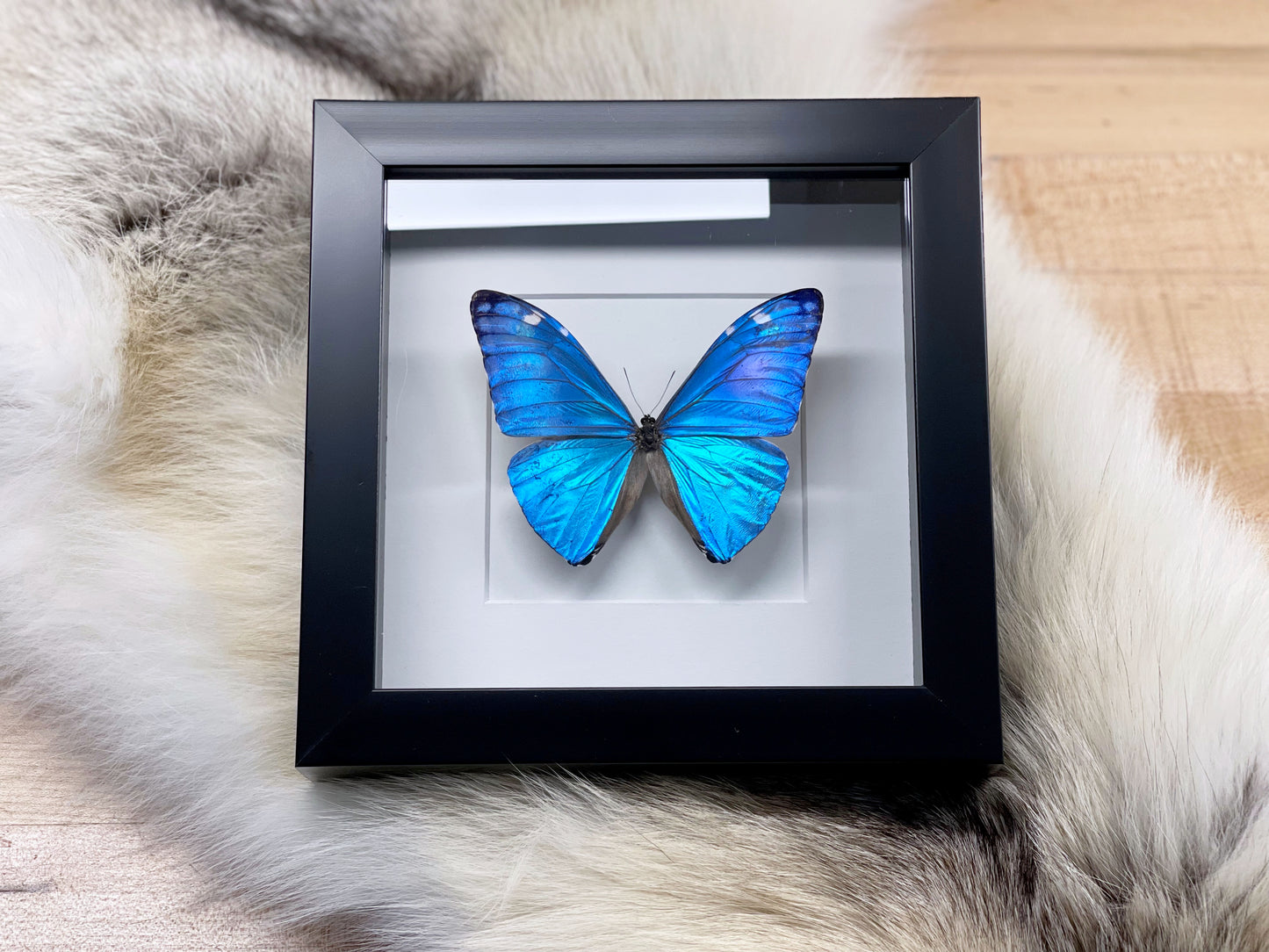 Framed blue morpho adonis butterfly