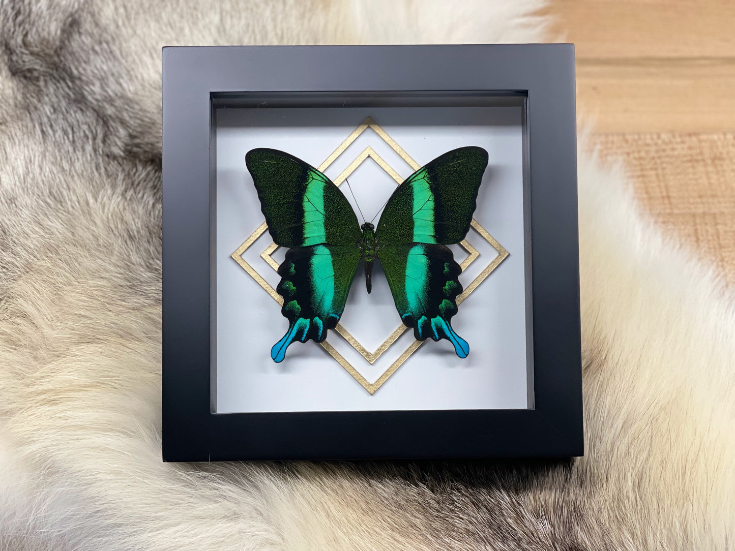 Framed Papilio blumei butterfly with golden accent