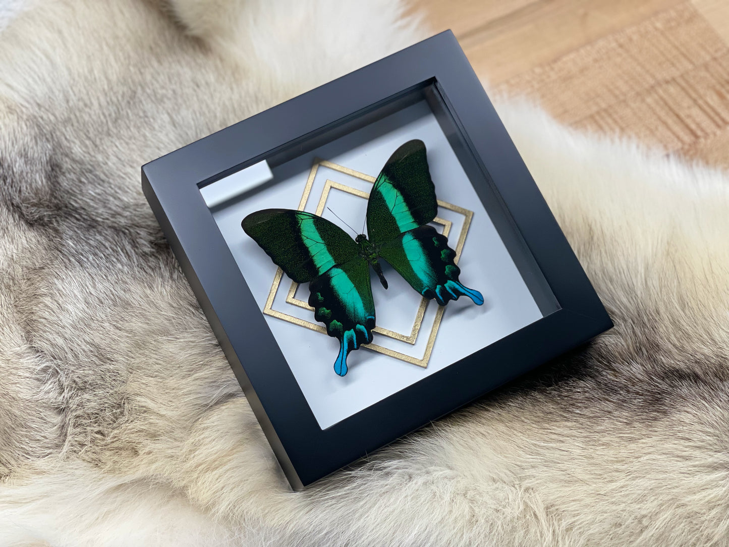 Framed Papilio blumei butterfly with golden accent