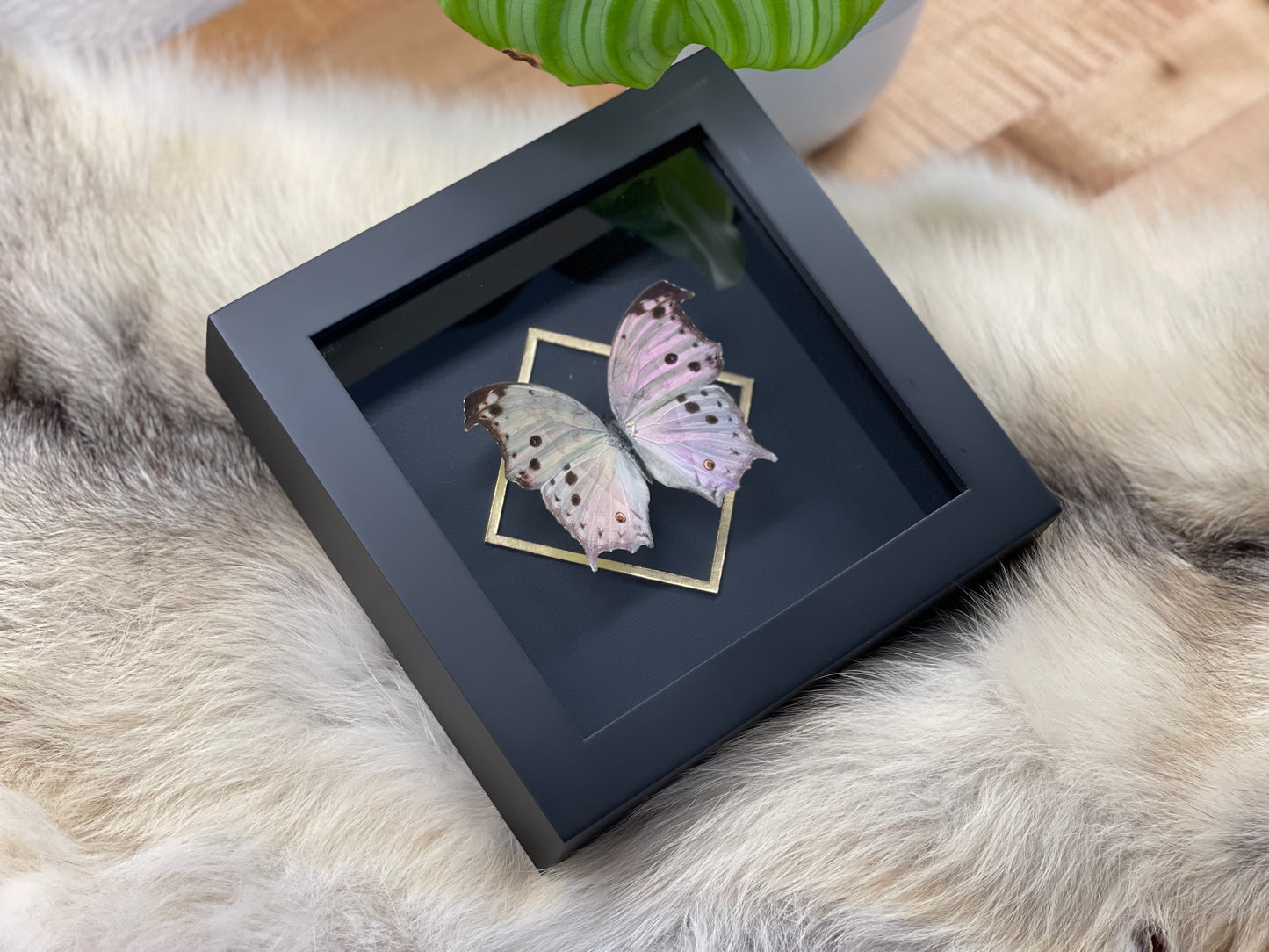 Deluxe Mother of pearl framed butterfly
