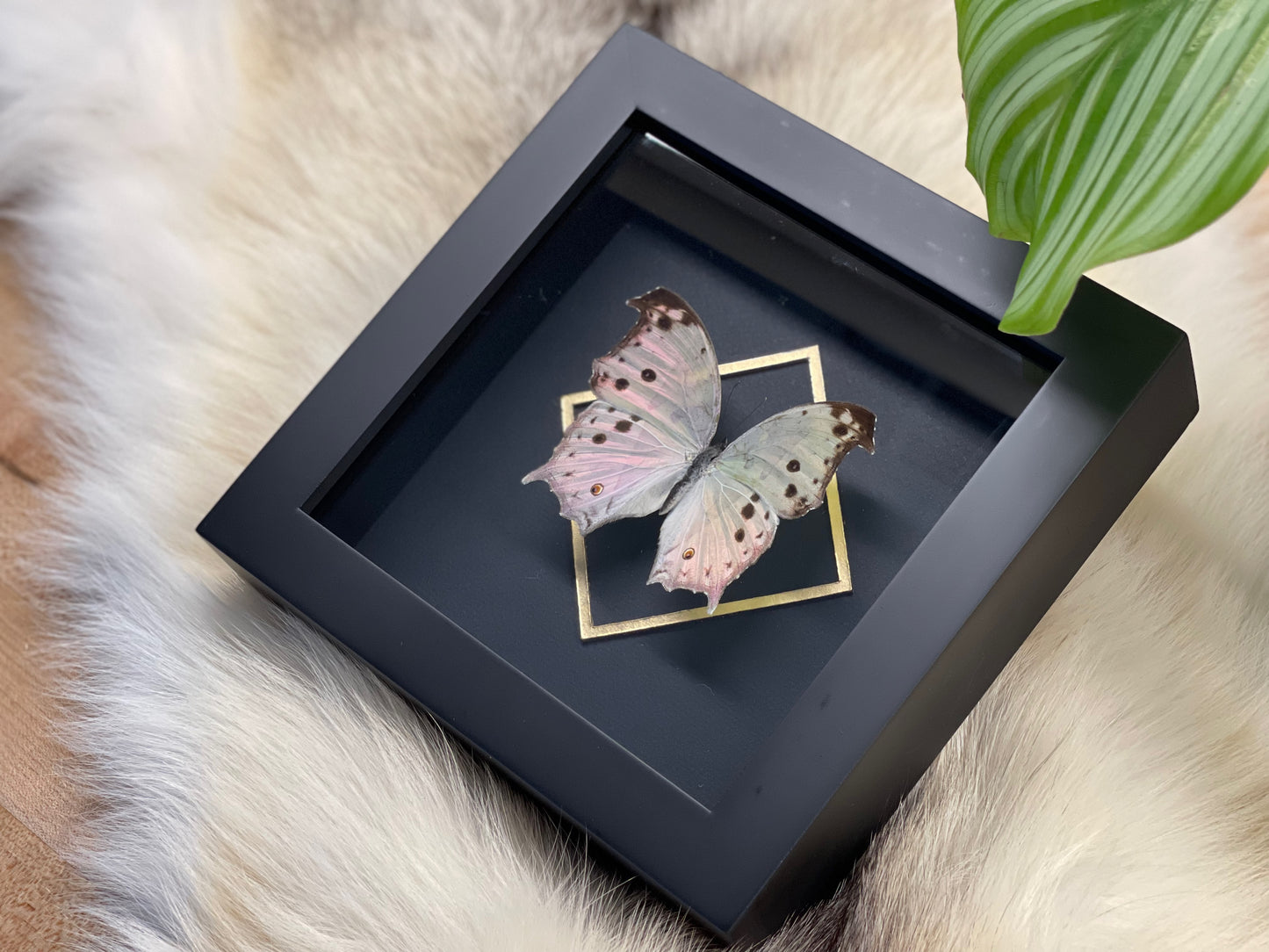 Deluxe Mother of pearl framed butterfly