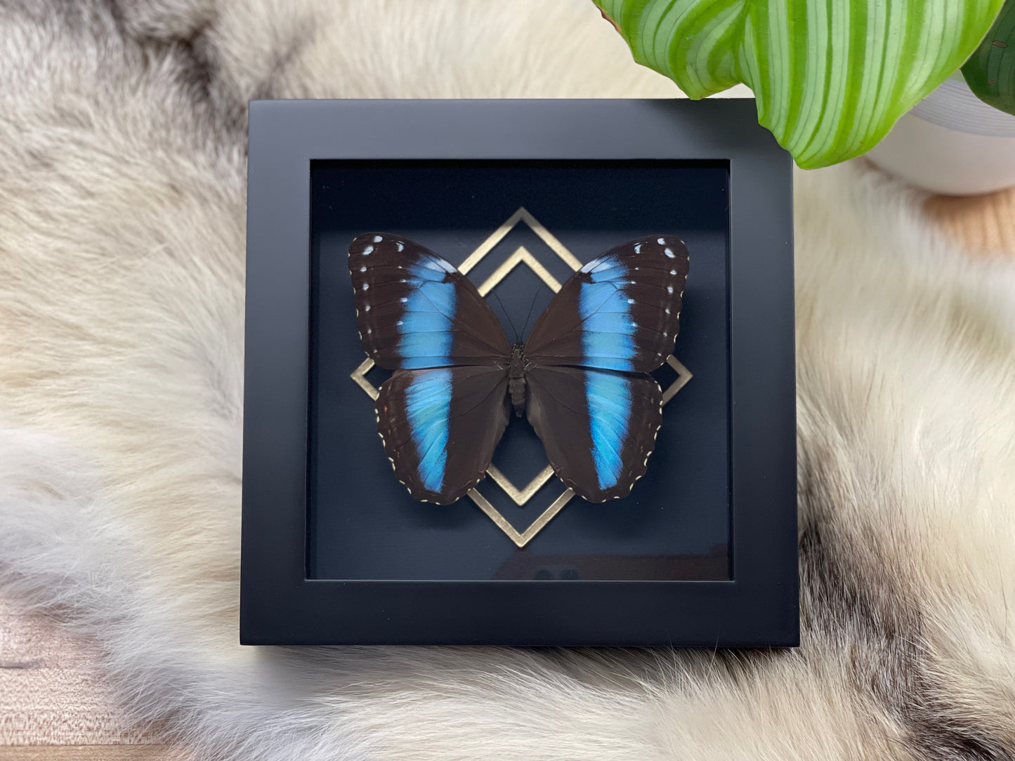 Deluxe framed Morpho achilles butterfly with gold accent