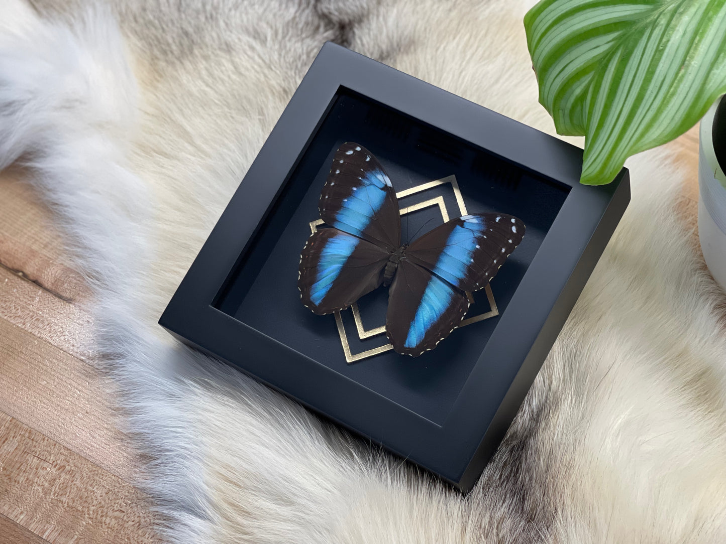 Deluxe framed Morpho achilles butterfly with gold accent