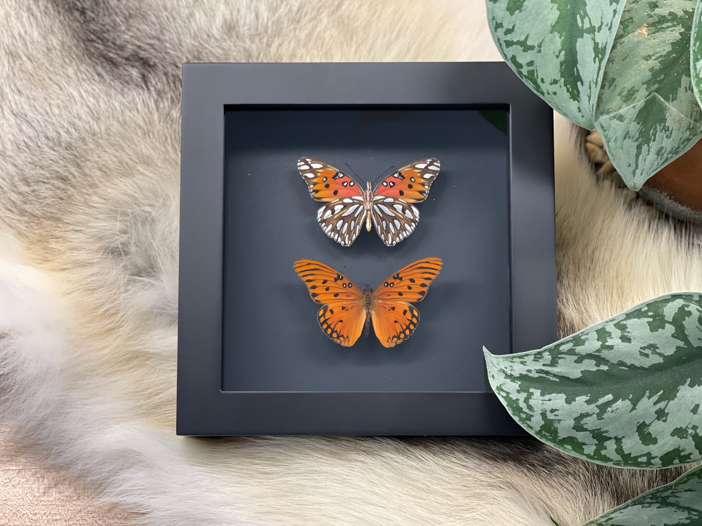 Mounted Agraulis vanillae nigrior butterfly