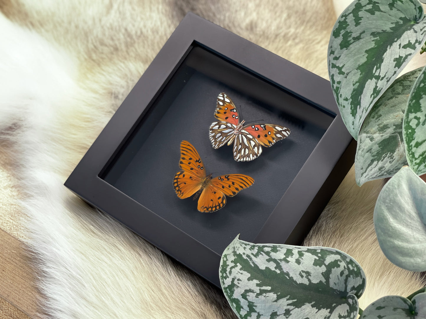 Mounted Agraulis vanillae nigrior butterfly