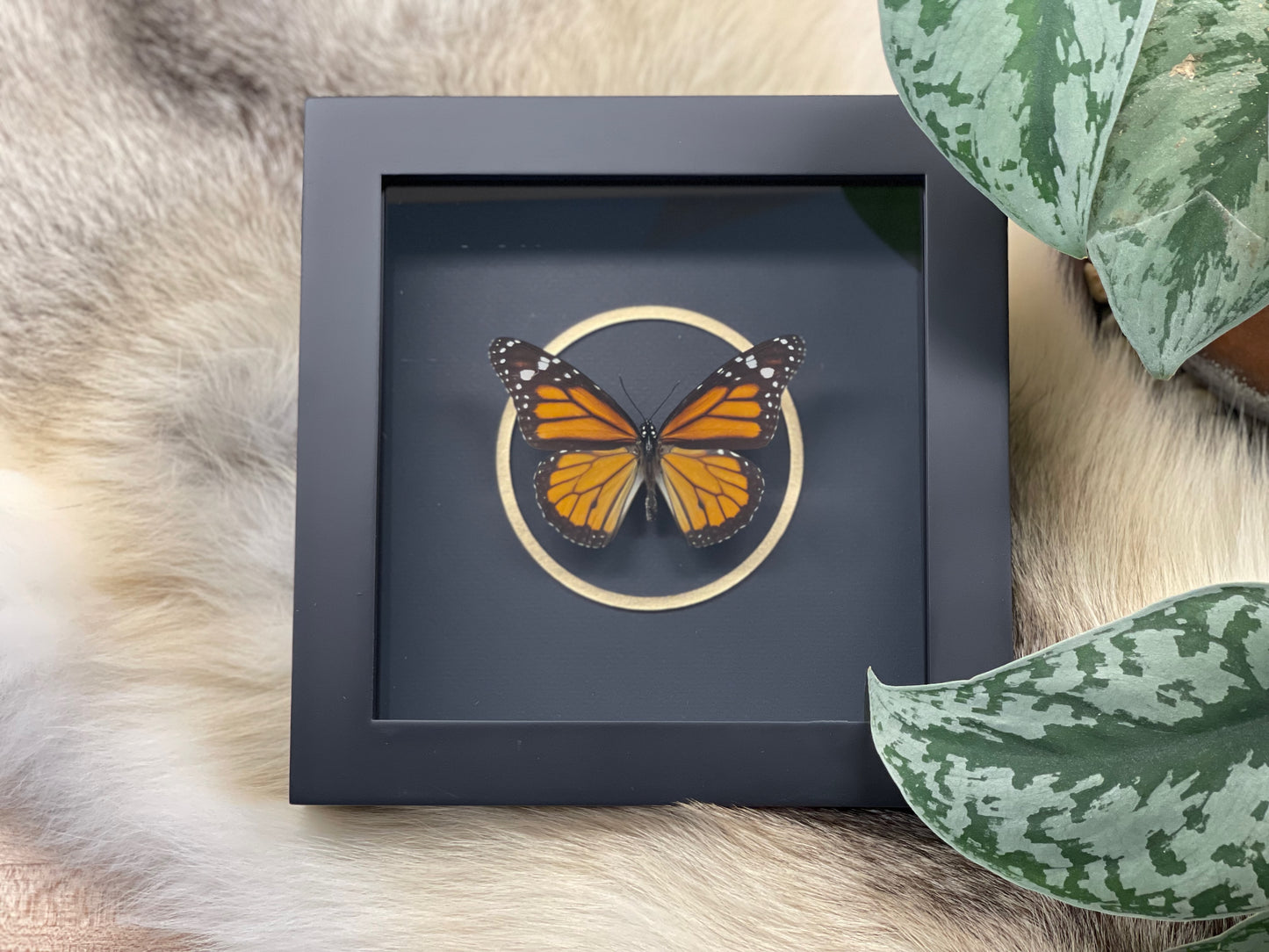 Framed Monarch butterfly with golden line