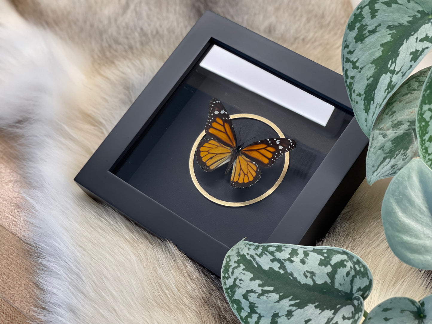 Framed Monarch butterfly with golden line