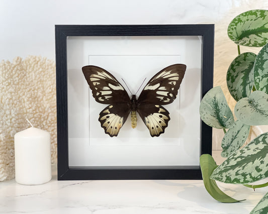 Framed Birdwing O priamus poseidon butterfly-female upper side