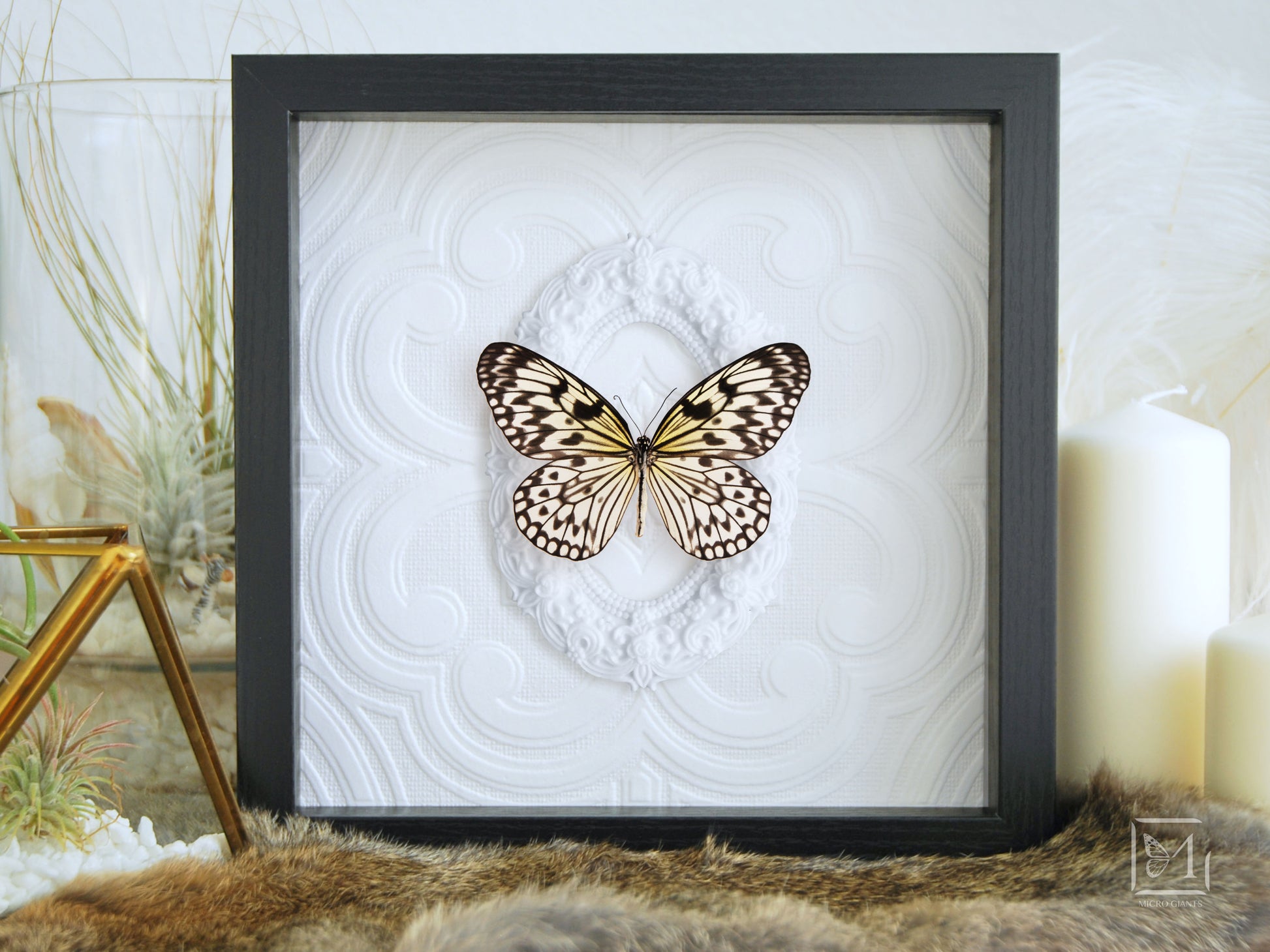 framed Idea leuconoe butterfly wall art