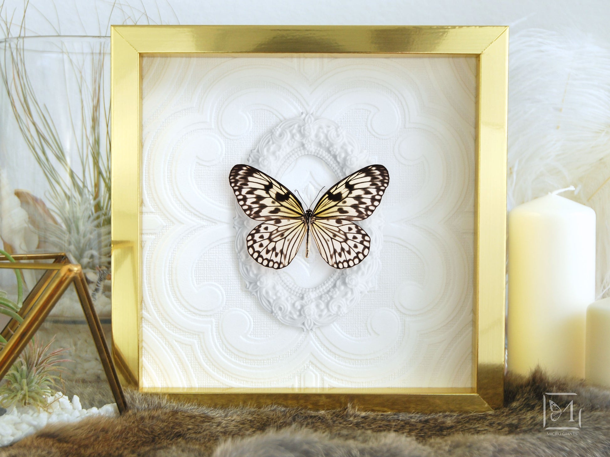Gold framed Idea leuconoe butterfly wall art