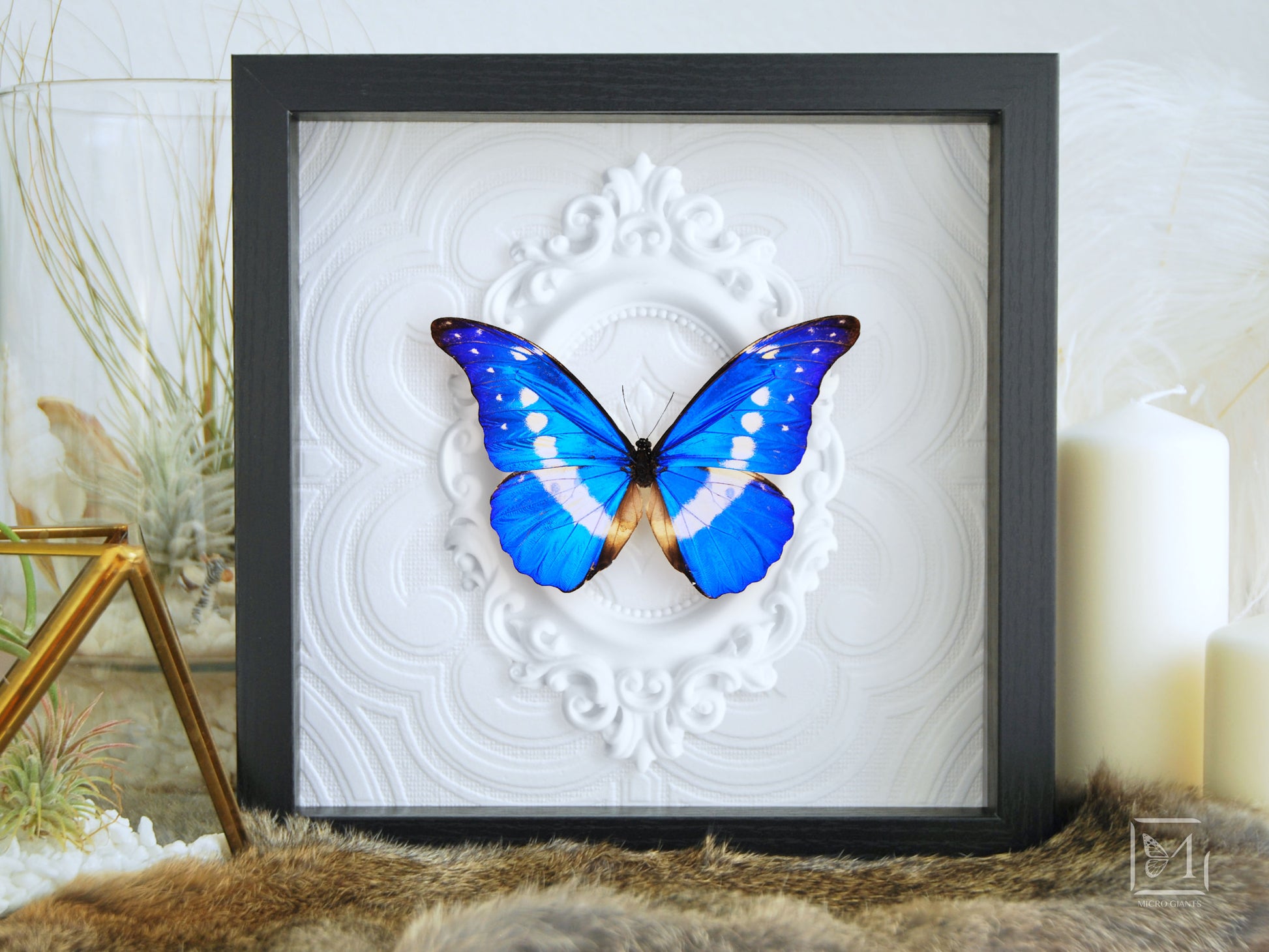 Framed Morpho helena butterfly wall art