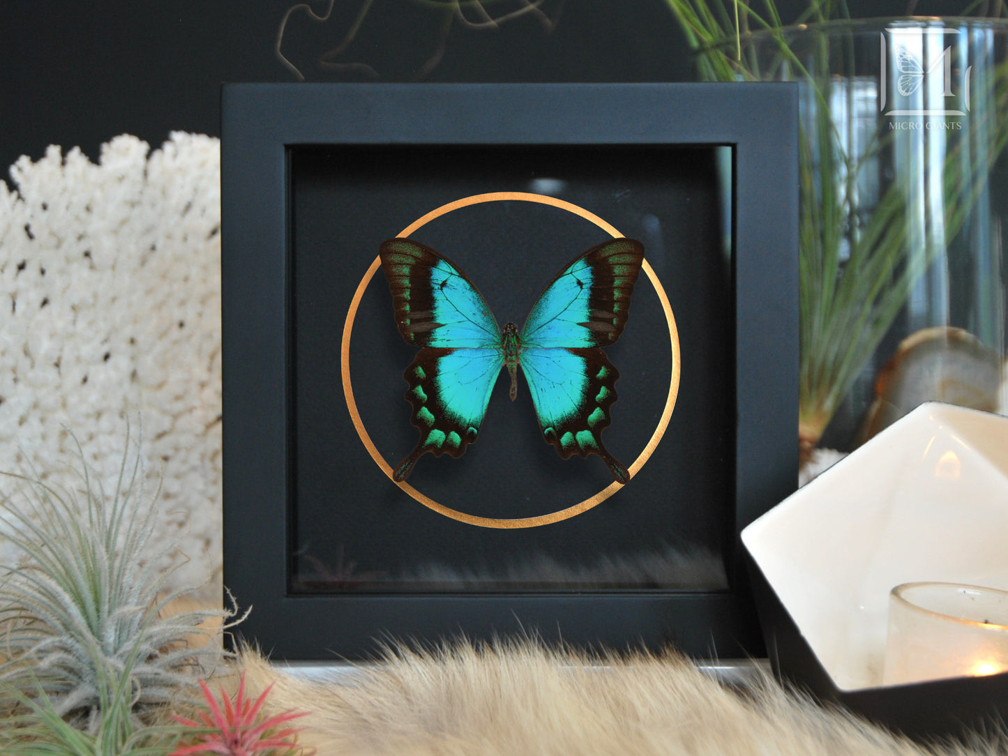Sea green swallowtail butterfly with golden line