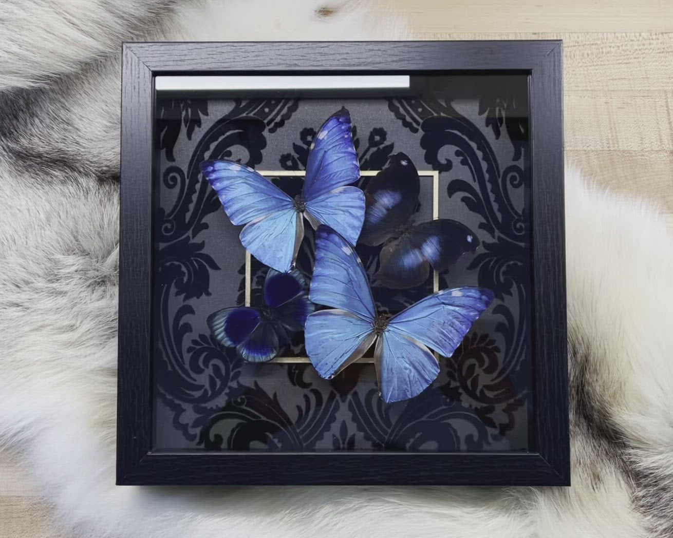 Blue Morpho butterfly decor
