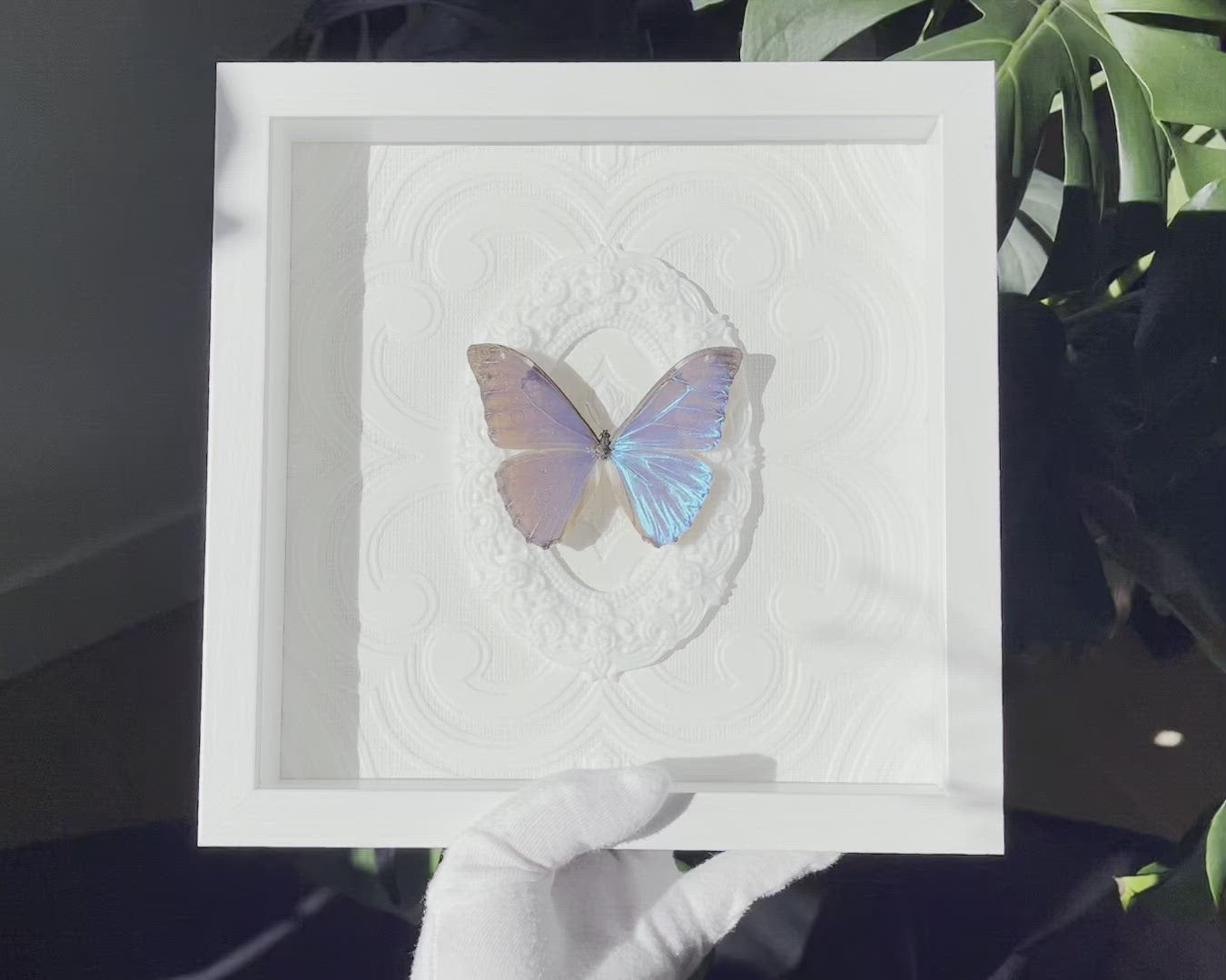 Framed real Morpho aurora blue butterfly wall decor
