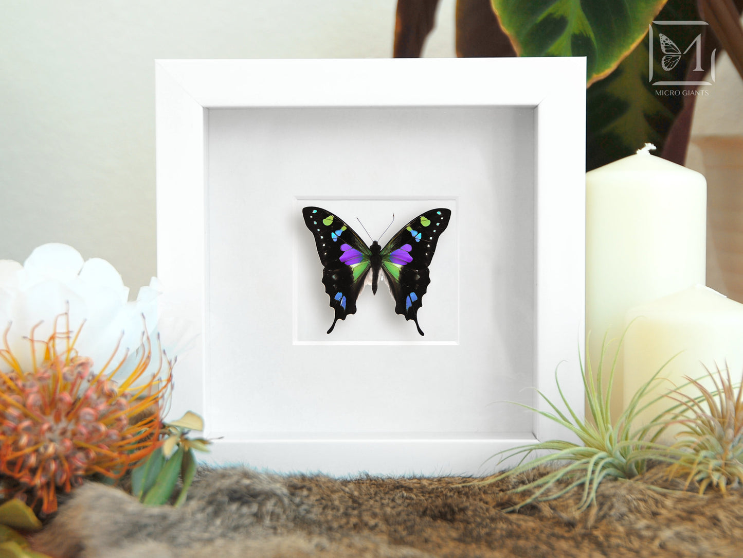 Framed butterfly art-Graphium weiskei
