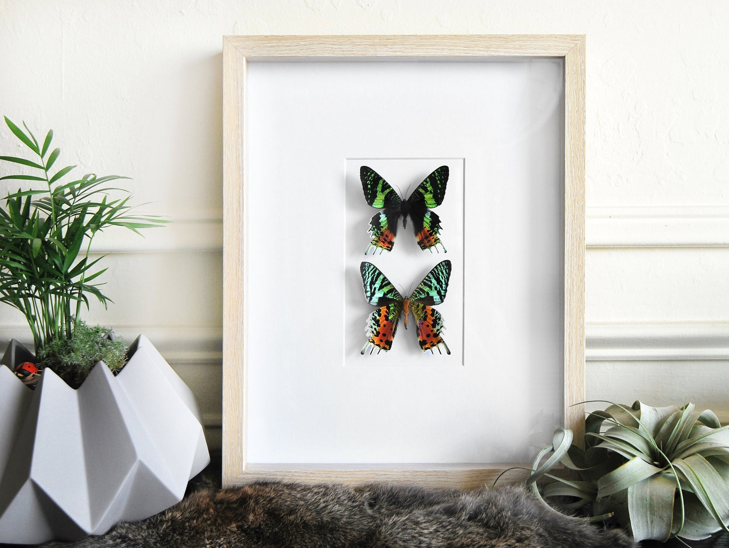 double Urania ripheus sunset moth in frame