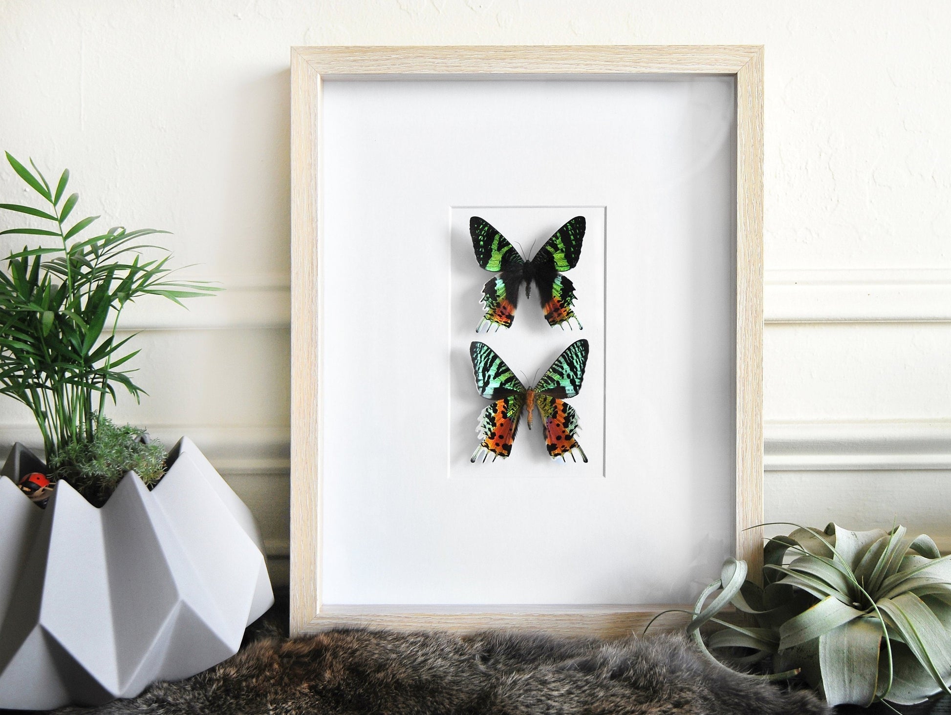 double Urania ripheus sunset moth in frame