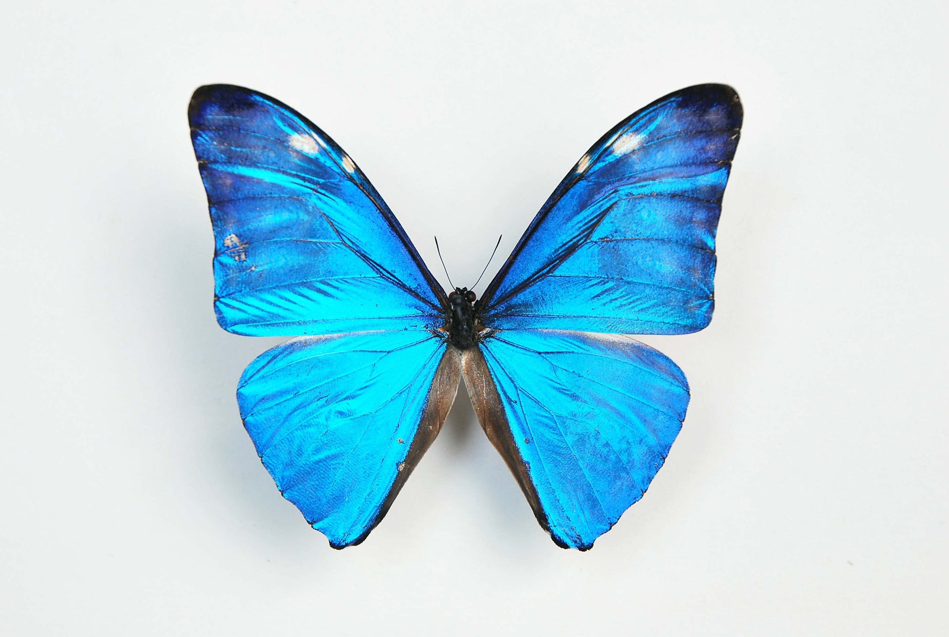 blue morpho adonis butterfly art