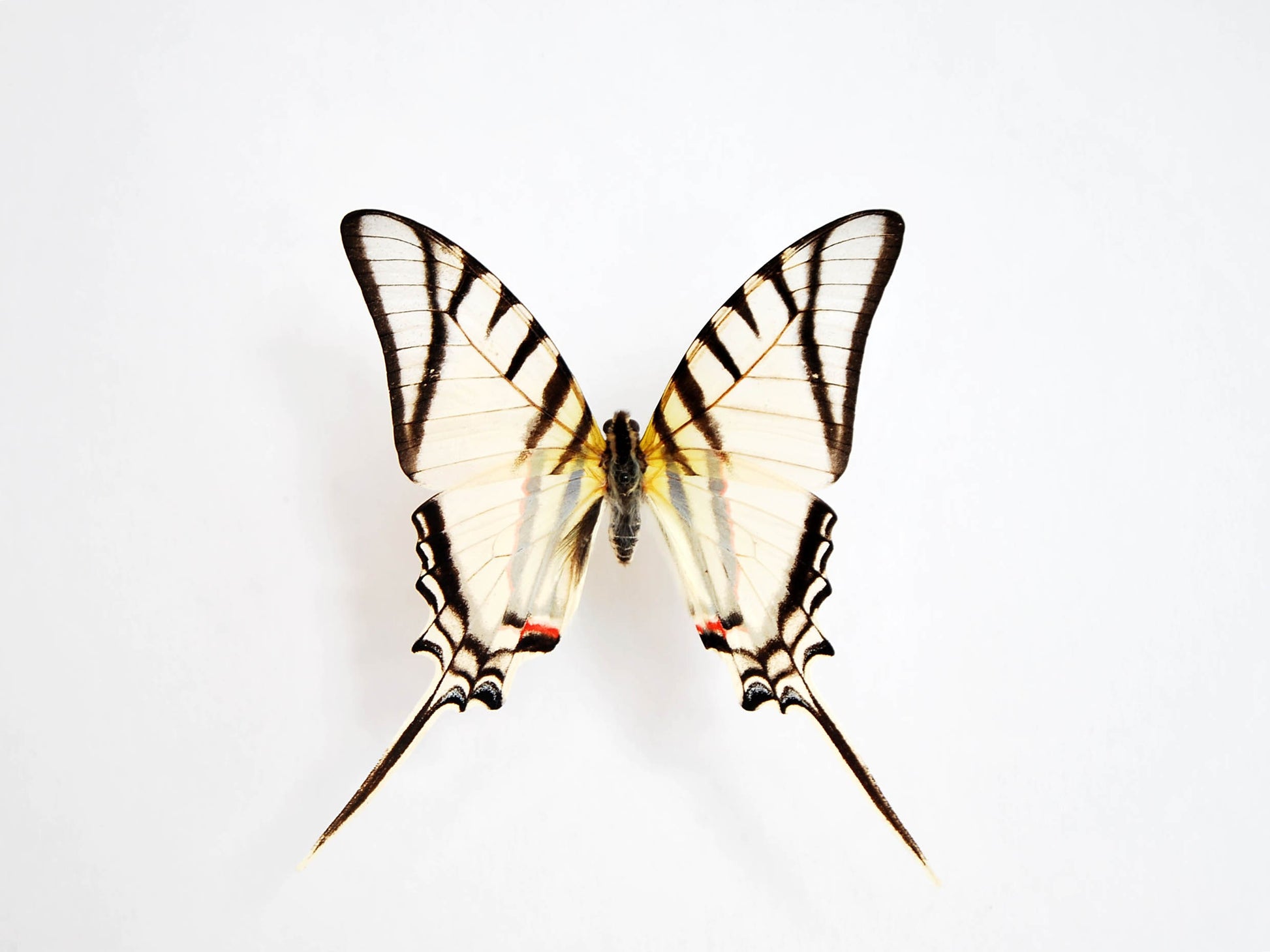 Eurytides protesilaus butterfly insect art