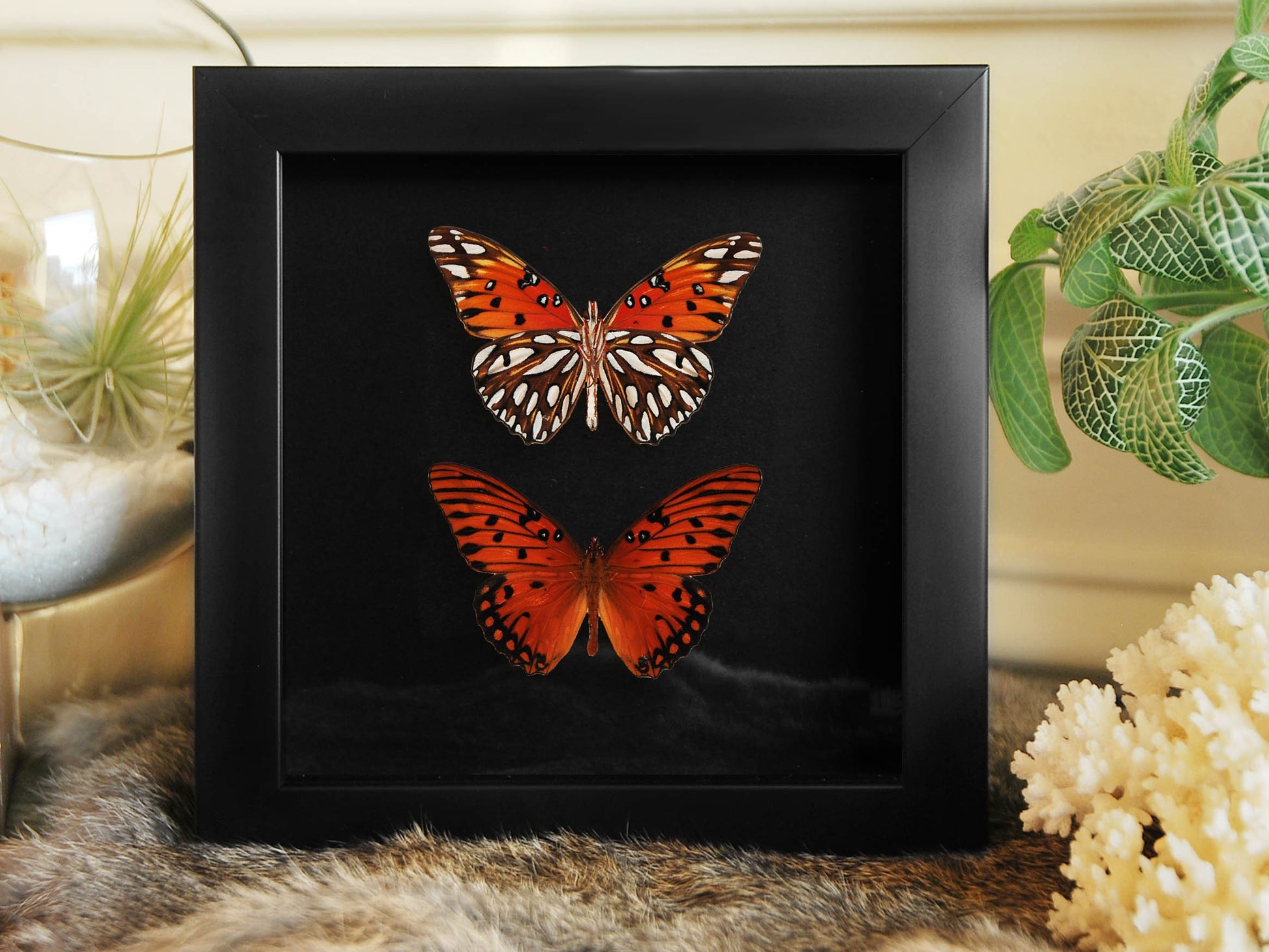 Framed Agraulis vanillae nigrior butterfly