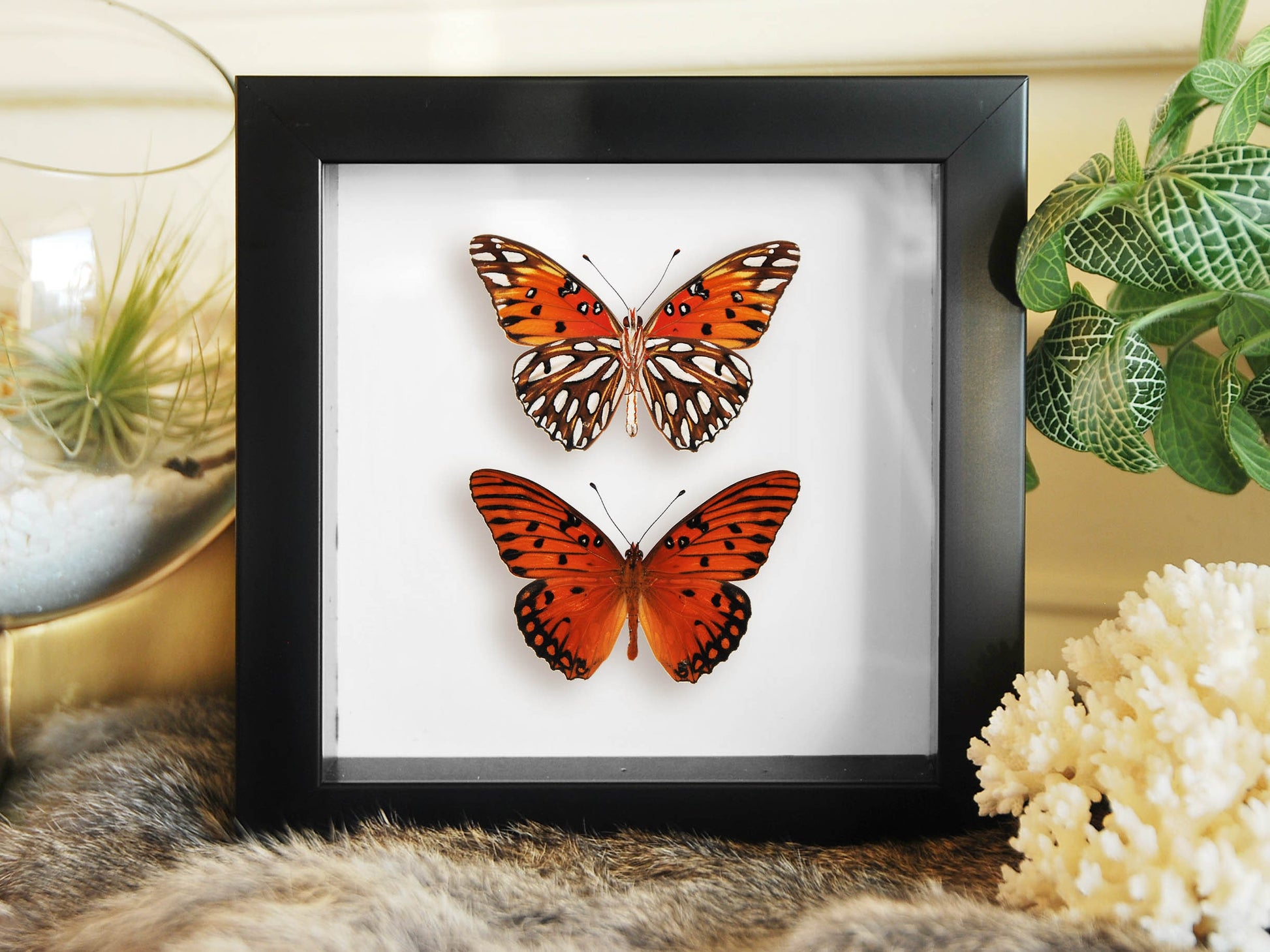 Agraulis vanillae nigrior butterfly wall art