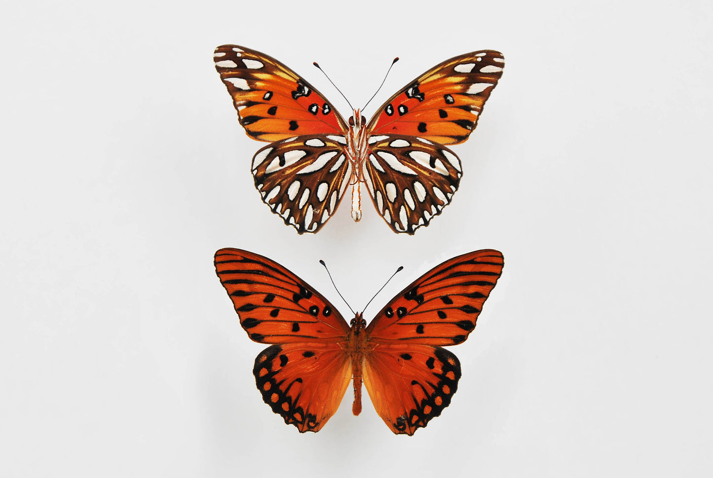 Mounted Agraulis vanillae nigrior butterfly